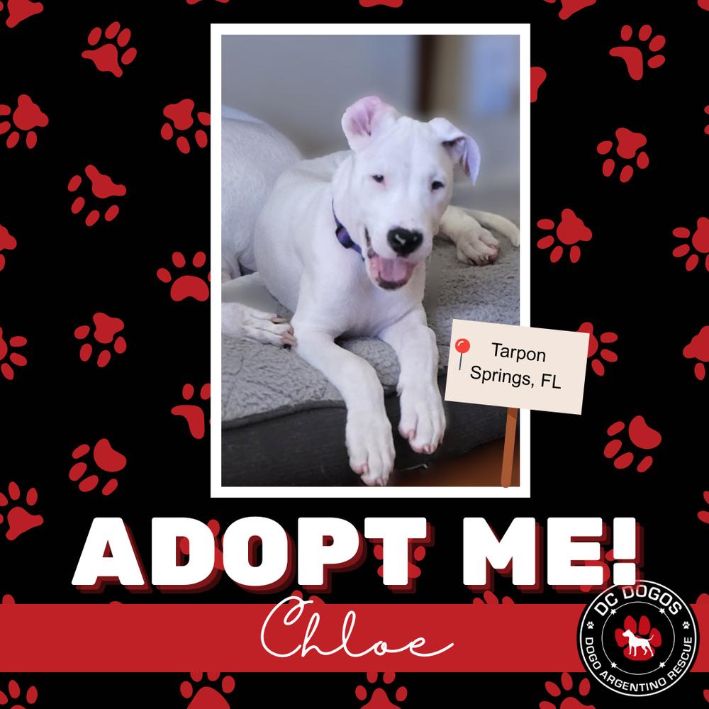 Enlarge Chloe, a ADOPTABLE Dogo Argentino in Tampa, FL image 1/1