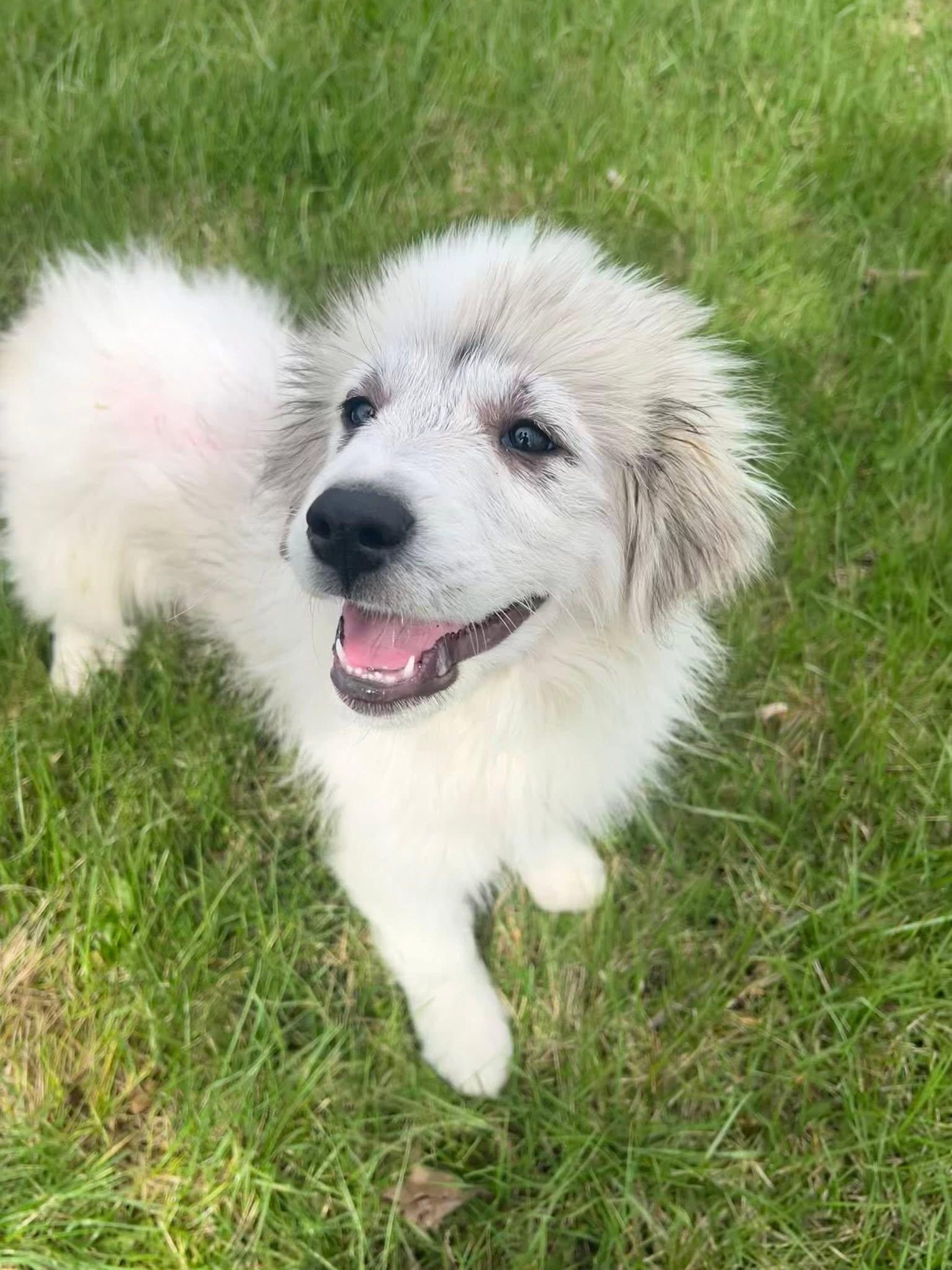 Enlarge Holland Tulip, a Adopted Great Pyrenees in Germantown, OH image 1/3