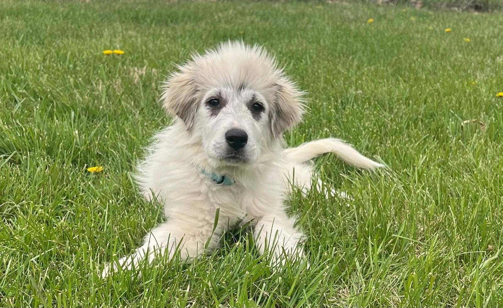 Enlarge Holland Tulip, a Adopted Great Pyrenees in Germantown, OH image 2/3