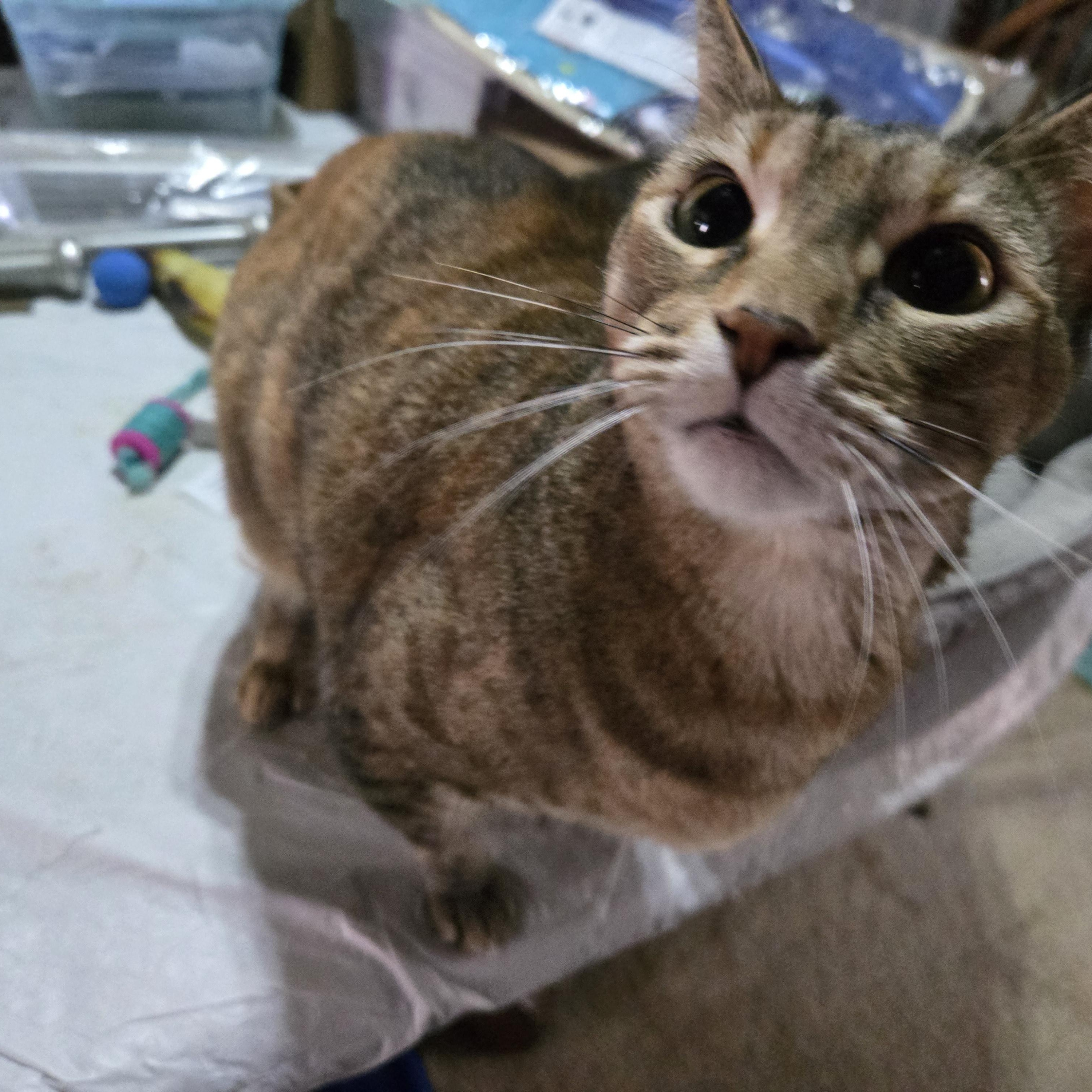 Enlarge Scamper, a Adoptable mixed breed in Fort Worth, TX image 1/4