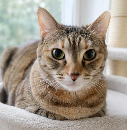 Scamper, adoptable, Adult Female Domestic Short Hair.