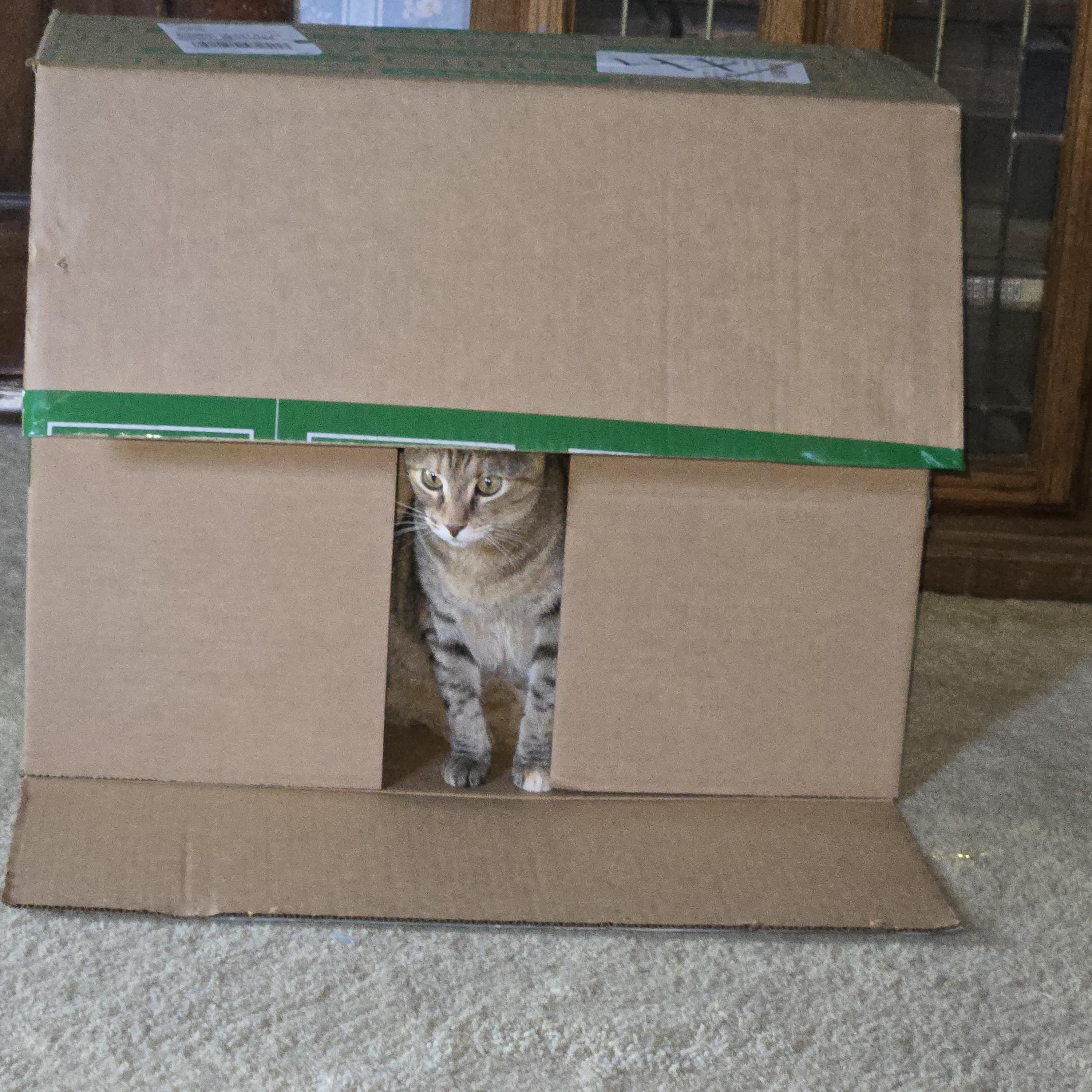 Scamper, an adoptable Domestic Short Hair in Fort Worth, TX image 5/5