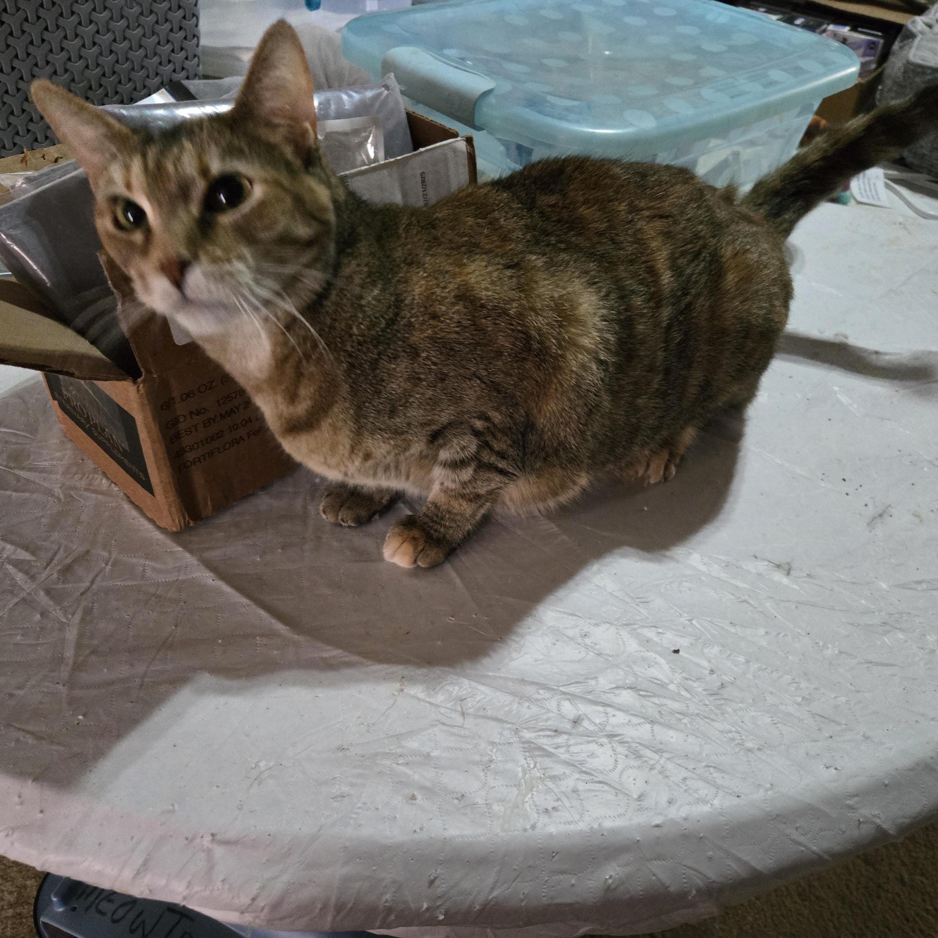 Enlarge Scamper, a Adoptable mixed breed in Fort Worth, TX image 3/4