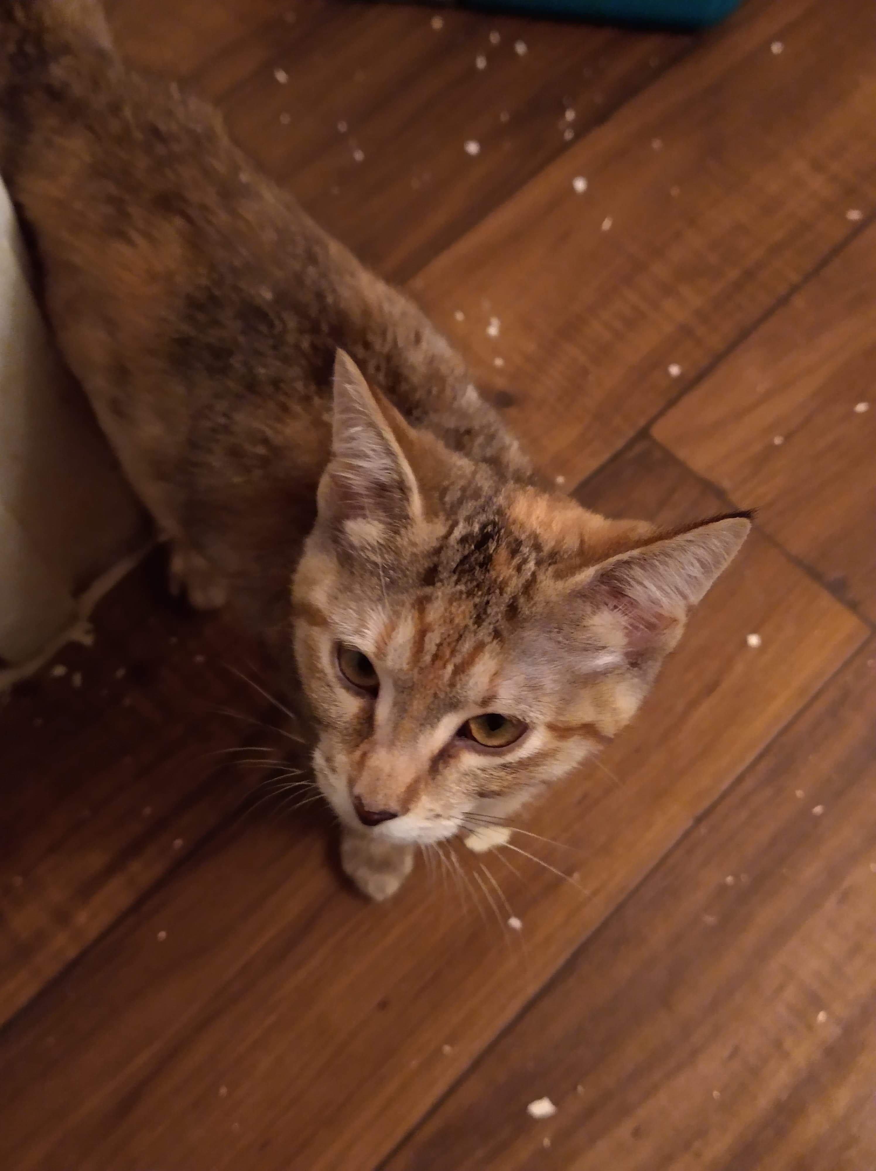 Scamper, a Adoptable mixed breed image 2/3