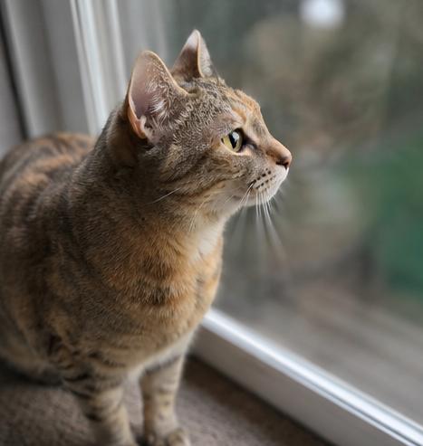Scamper, an adoptable Domestic Short Hair in Fort Worth, TX image 3/5