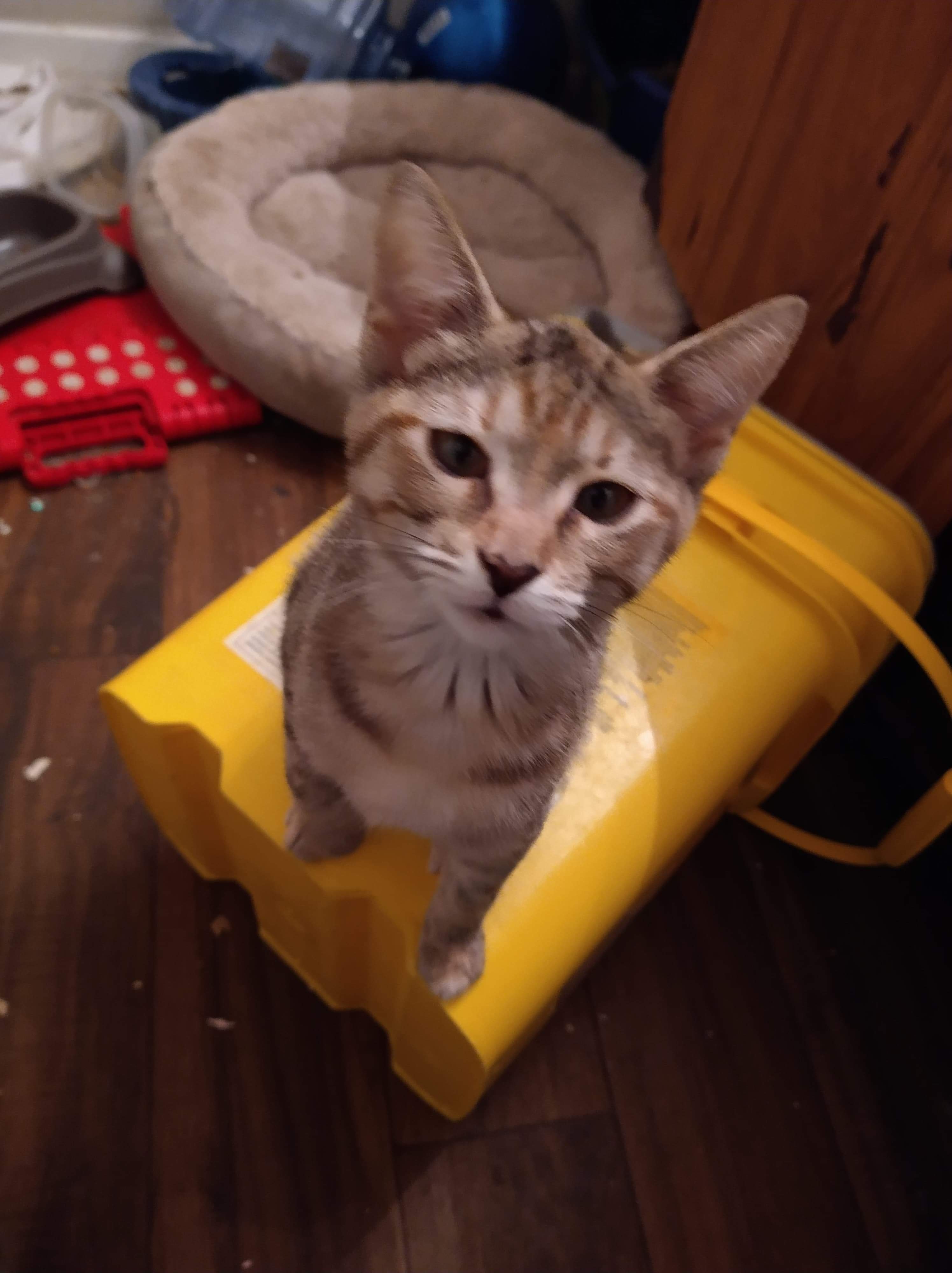 Scamper, a Adoptable mixed breed image 3/3