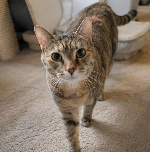 Scamper, an adoptable Domestic Short Hair in Fort Worth, TX image 2/5