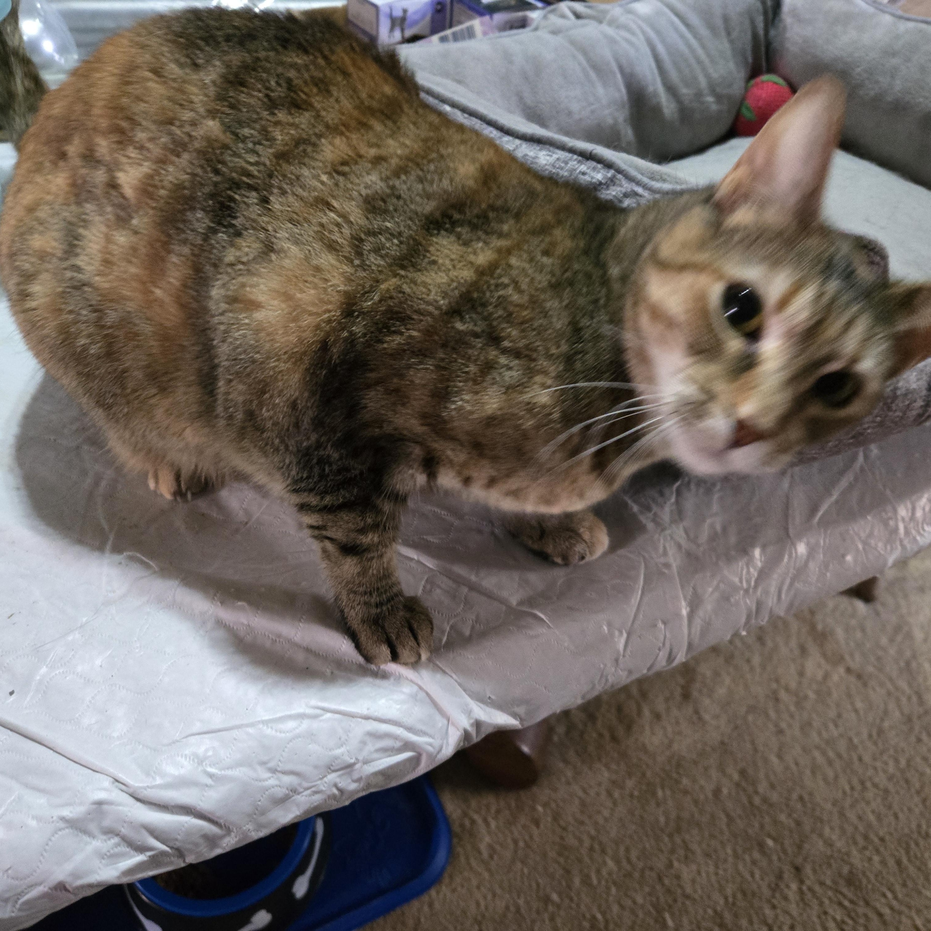 Enlarge Scamper, a Adoptable mixed breed in Fort Worth, TX image 2/4