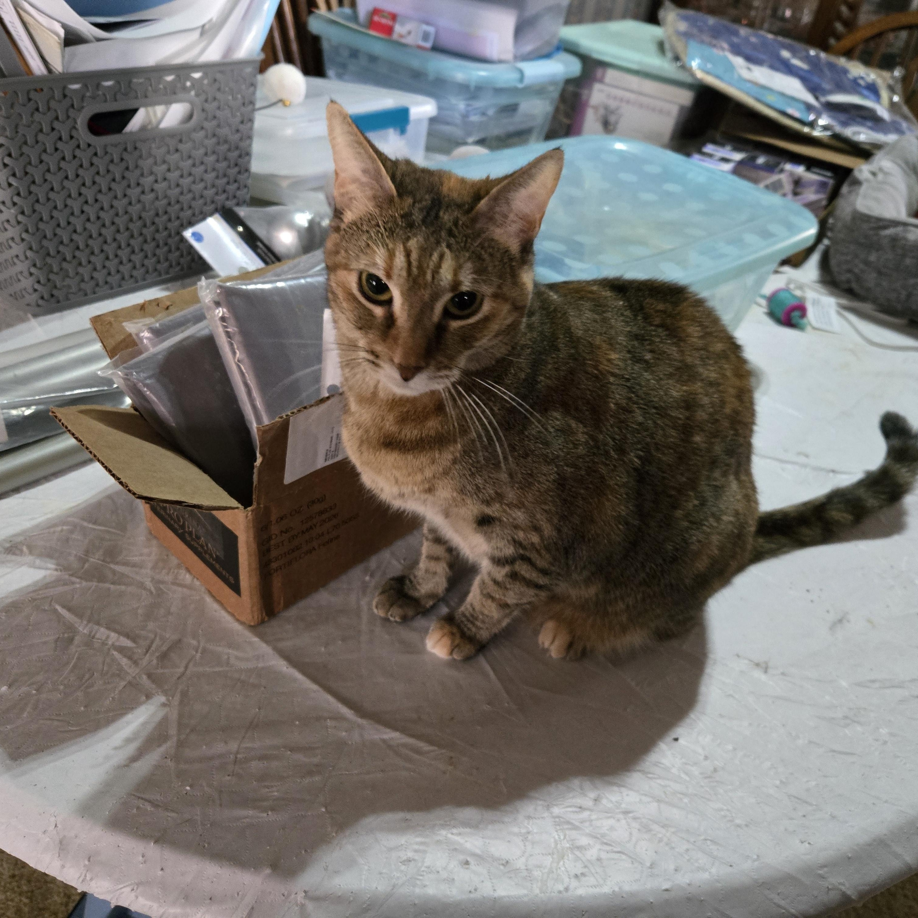 Enlarge Scamper, a Adoptable mixed breed in Fort Worth, TX image 4/4