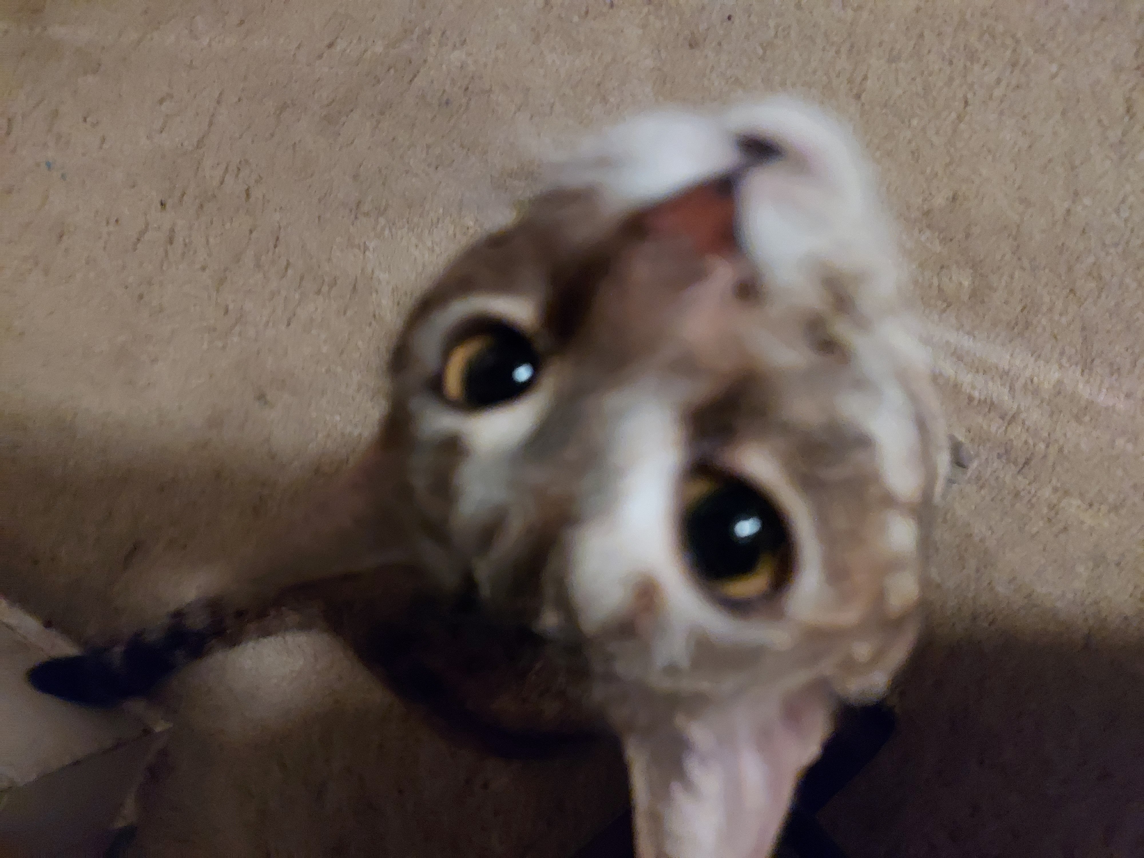 Scamper, Adoptable, Adult Female Domestic Short Hair.