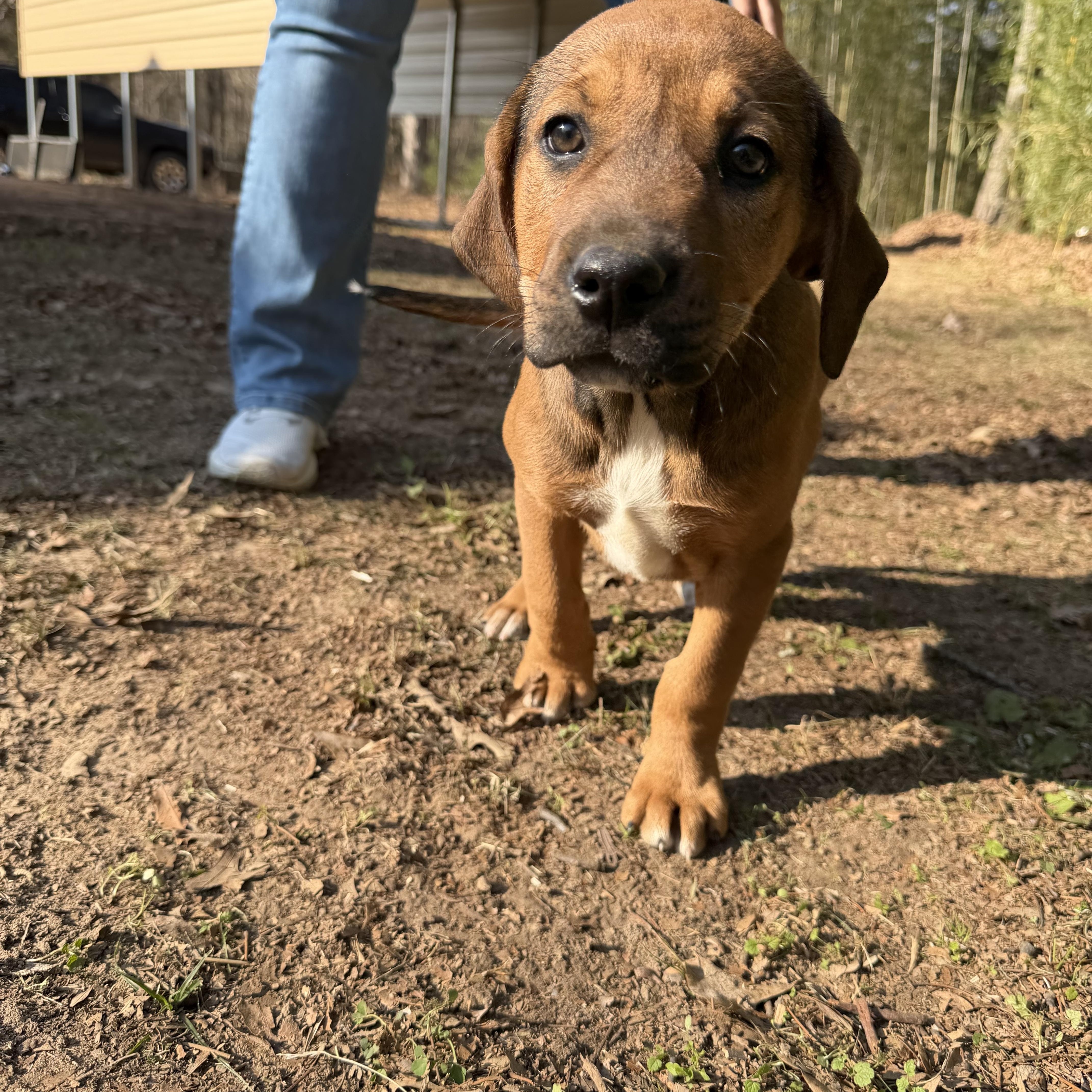 Brownie Sundae thumbnail 2