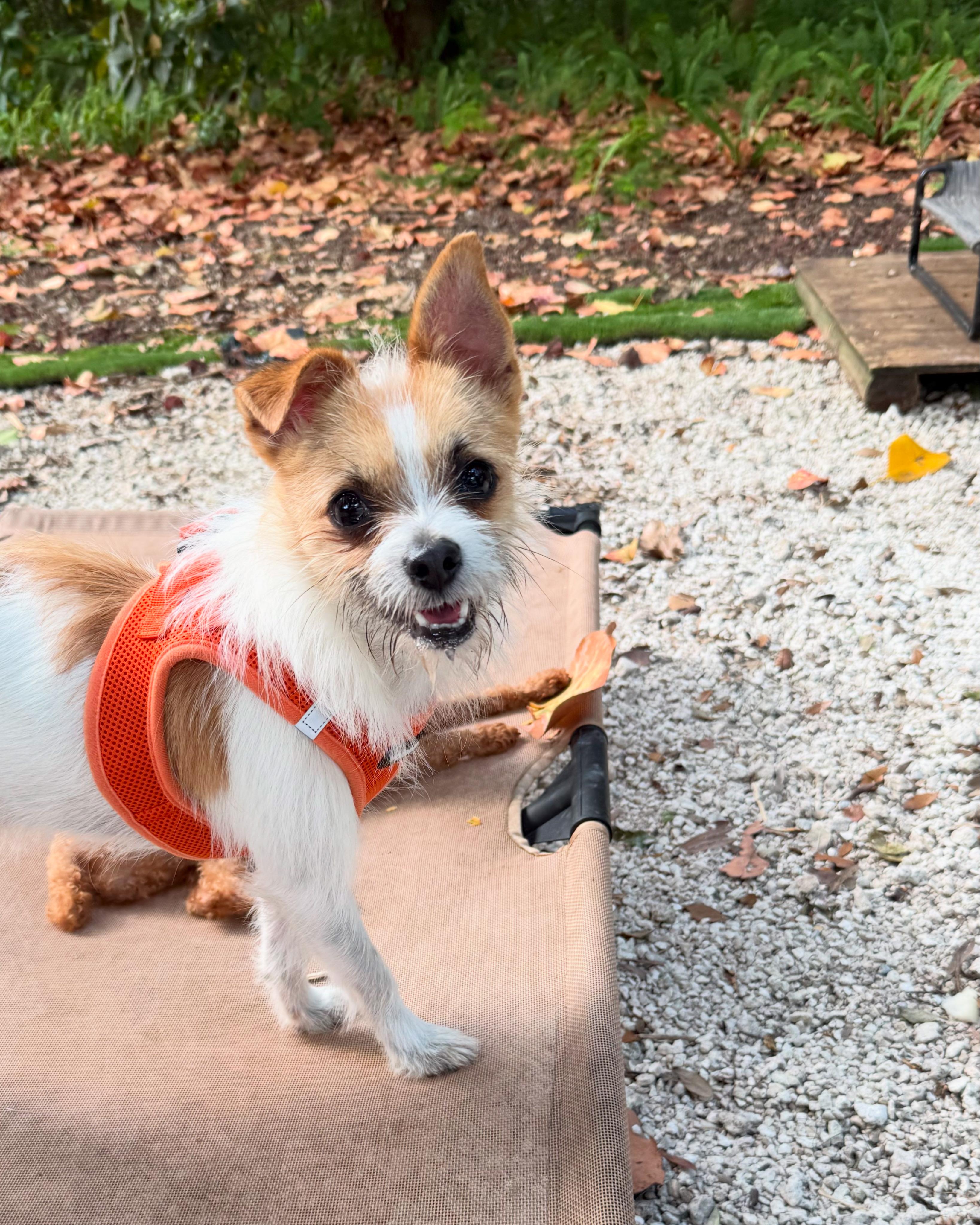 Enlarge Harvey, an adopted mixed breed in Miami, FL image 1/1