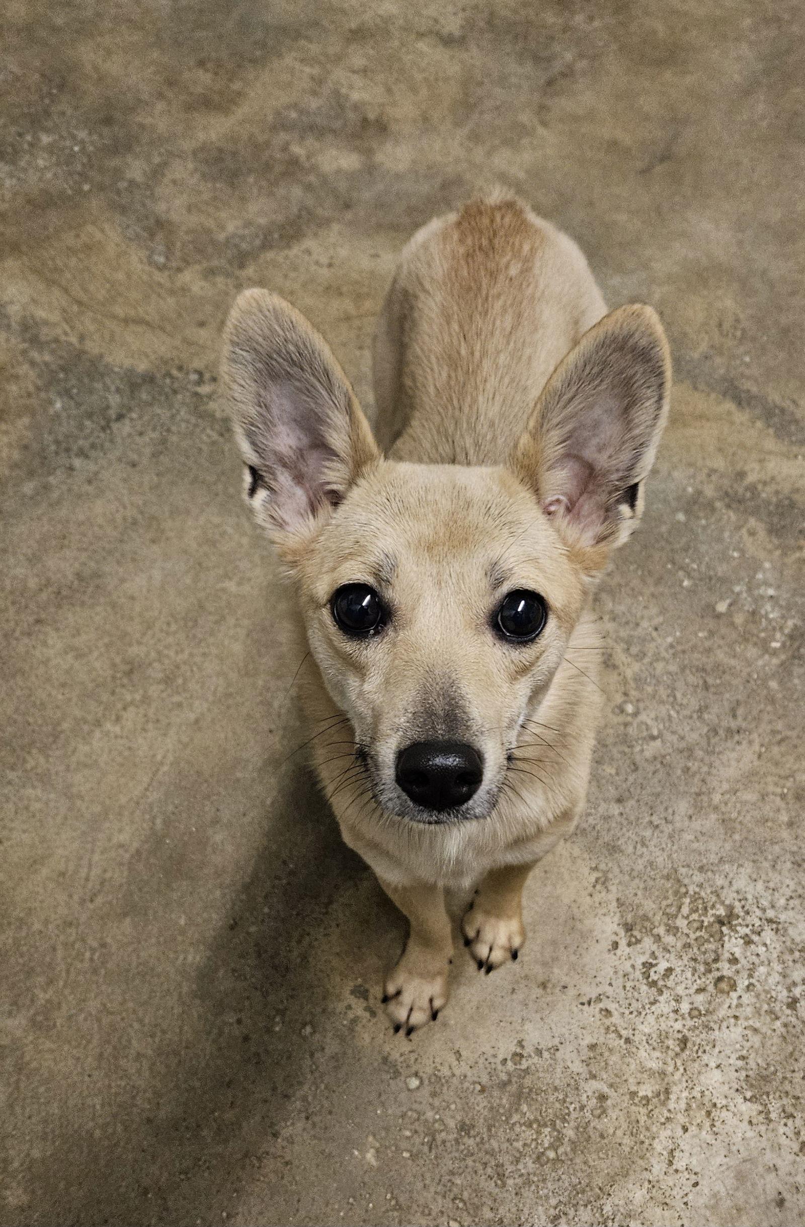 Enlarge PURIN, a Adoptable mixed breed in Agoura Hills, CA image 1/2