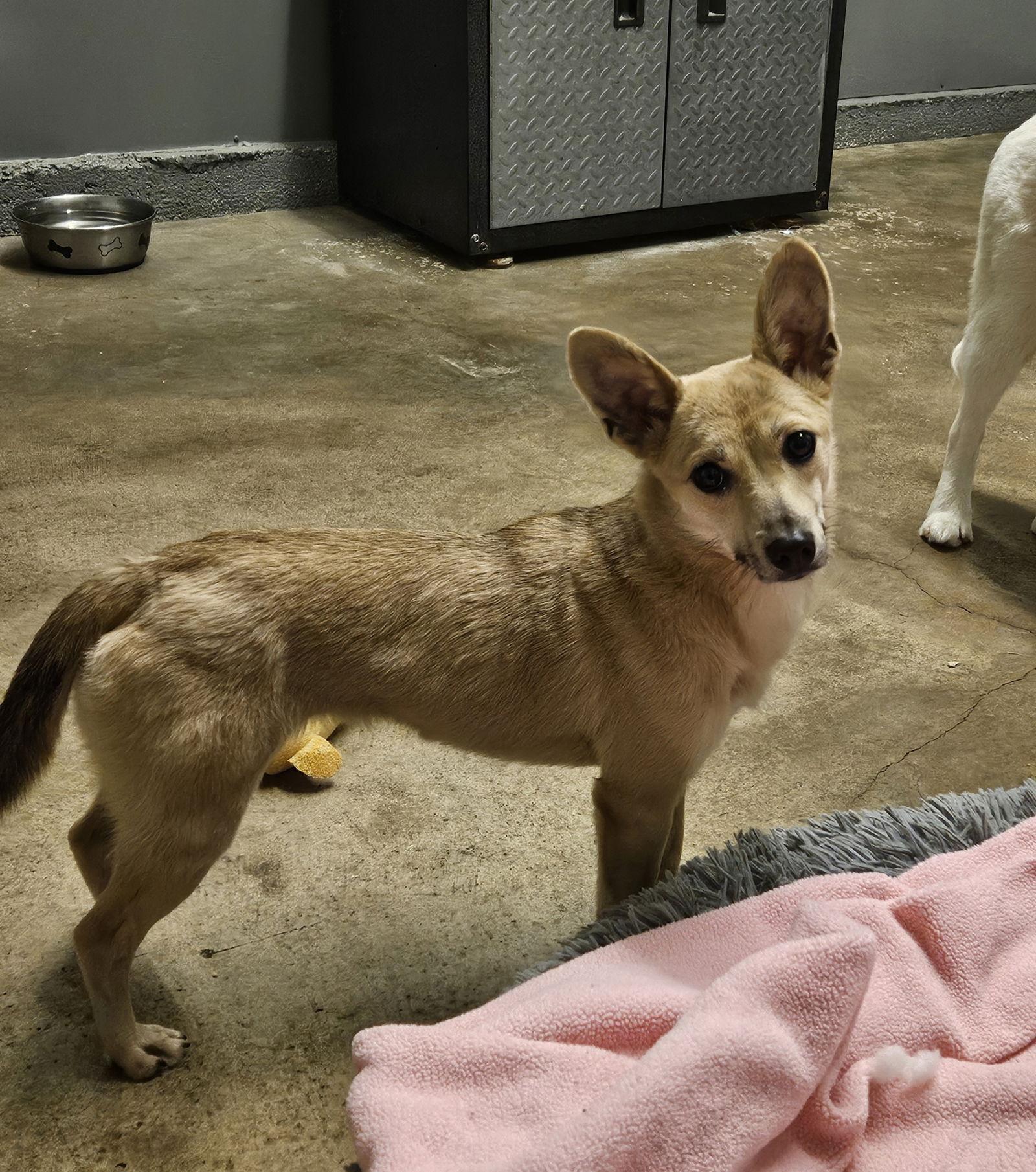 Enlarge PURIN, a Adoptable mixed breed in Agoura Hills, CA image 2/2