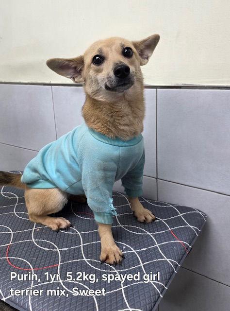 Enlarge PURIN, a Adoptable mixed breed in Agoura Hills, CA image 1/1