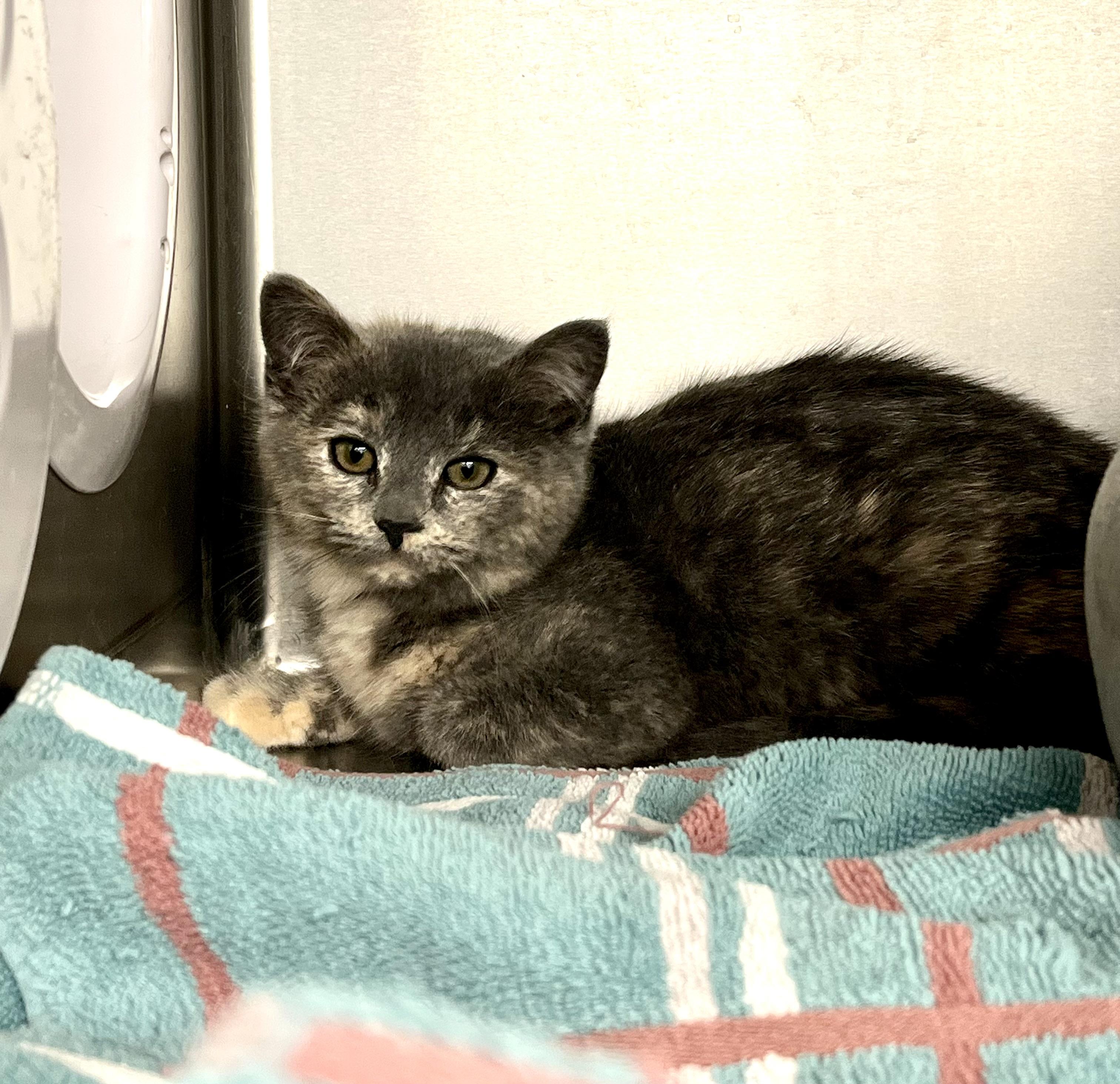 Enlarge Cecilia, an adopted Domestic Short Hair in Geneseo, IL image 1/1