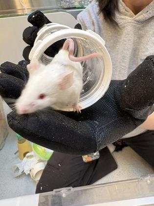 Enlarge Mississippi, a Adoptable Mouse in Bellevue, WA image 1/2