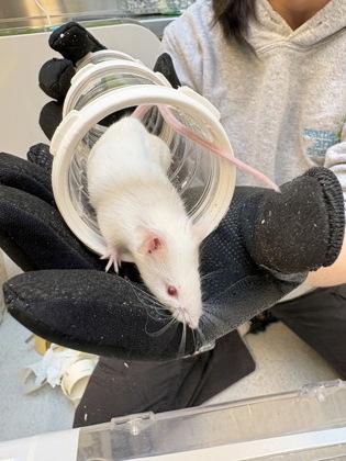 Enlarge Mississippi, a Adoptable Mouse in Bellevue, WA image 2/2