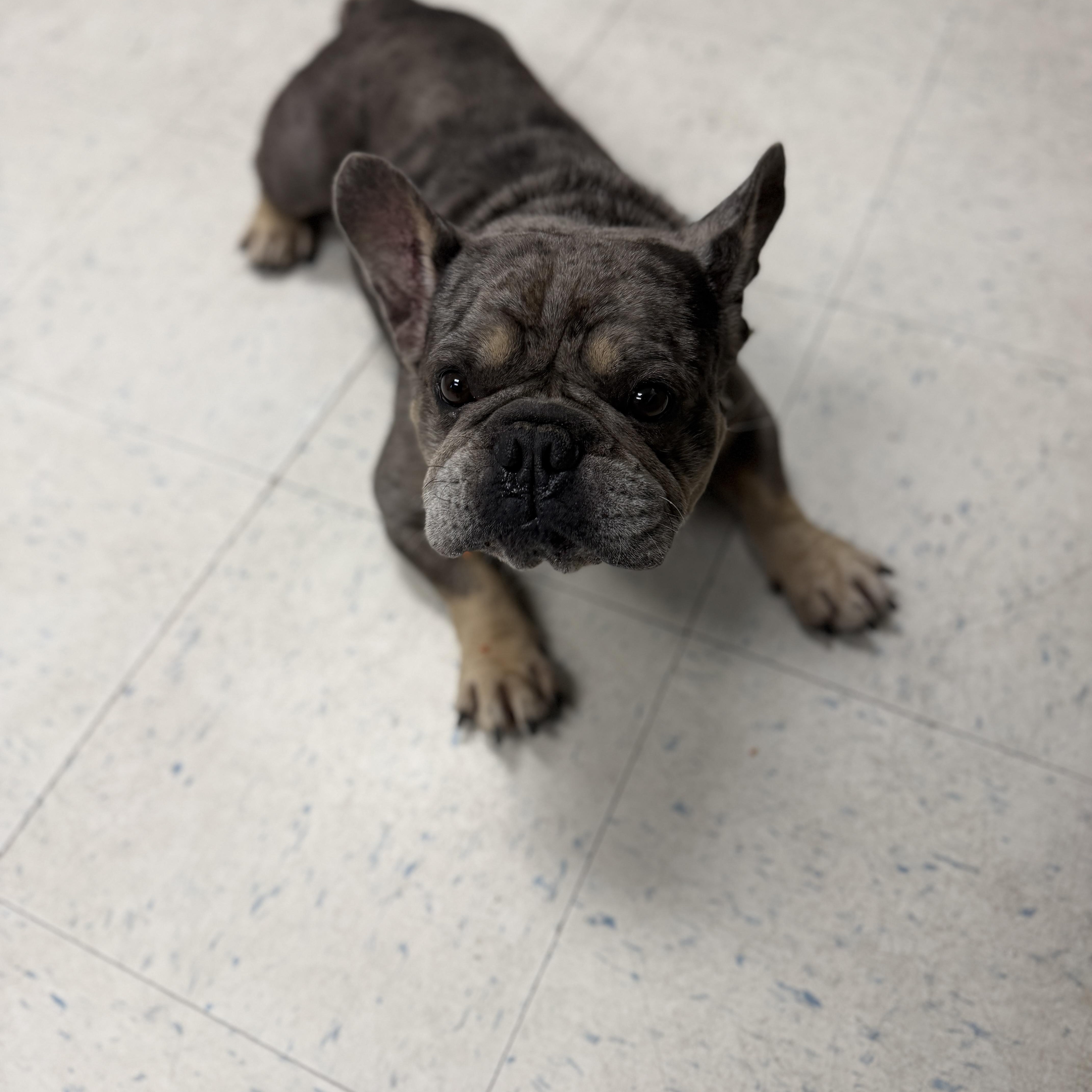 Enlarge Buster, a ADOPTABLE French Bulldog in Oakdale, CA image 1/1