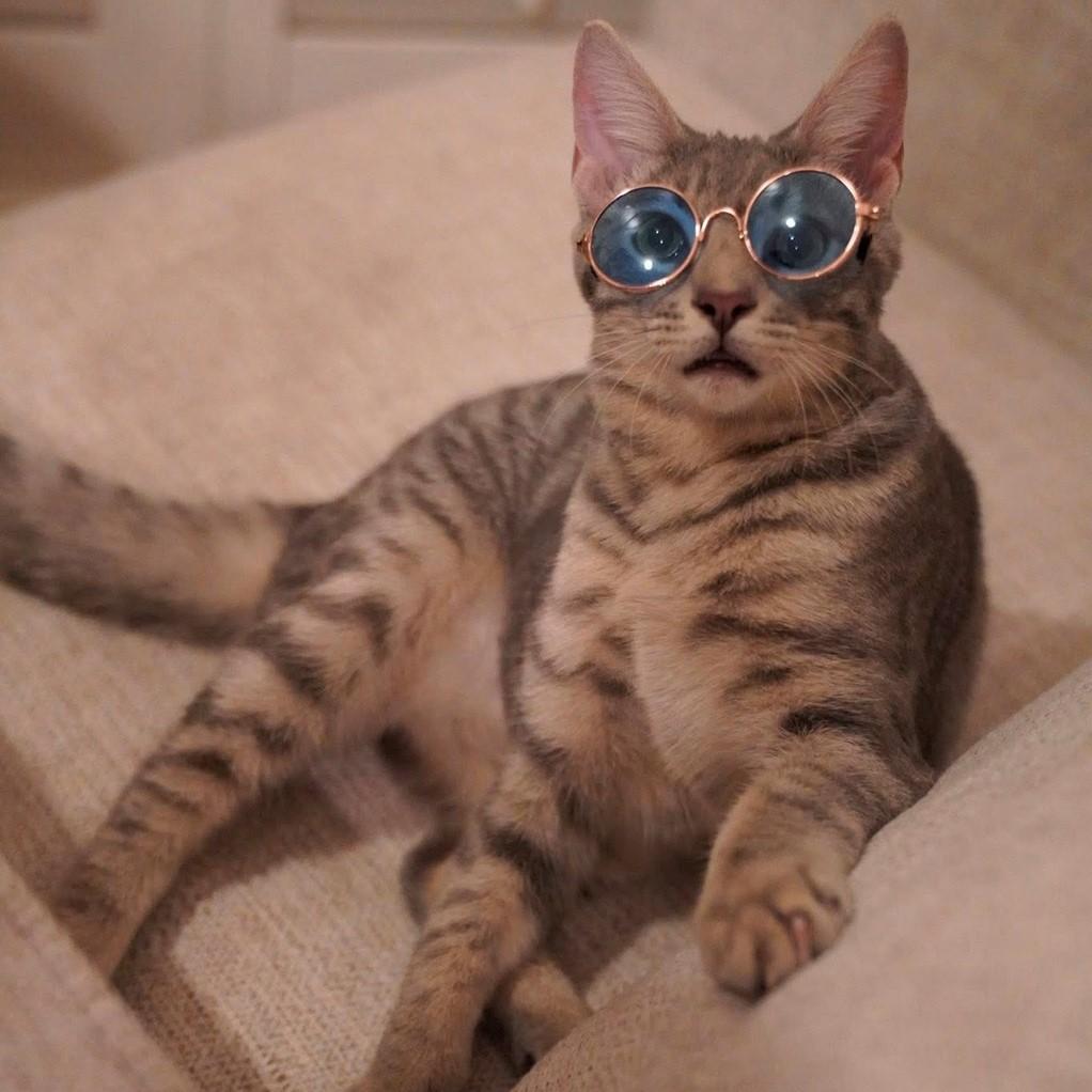 Enlarge Cricket, a Adopted Domestic Short Hair in Hixson, TN image 2/6