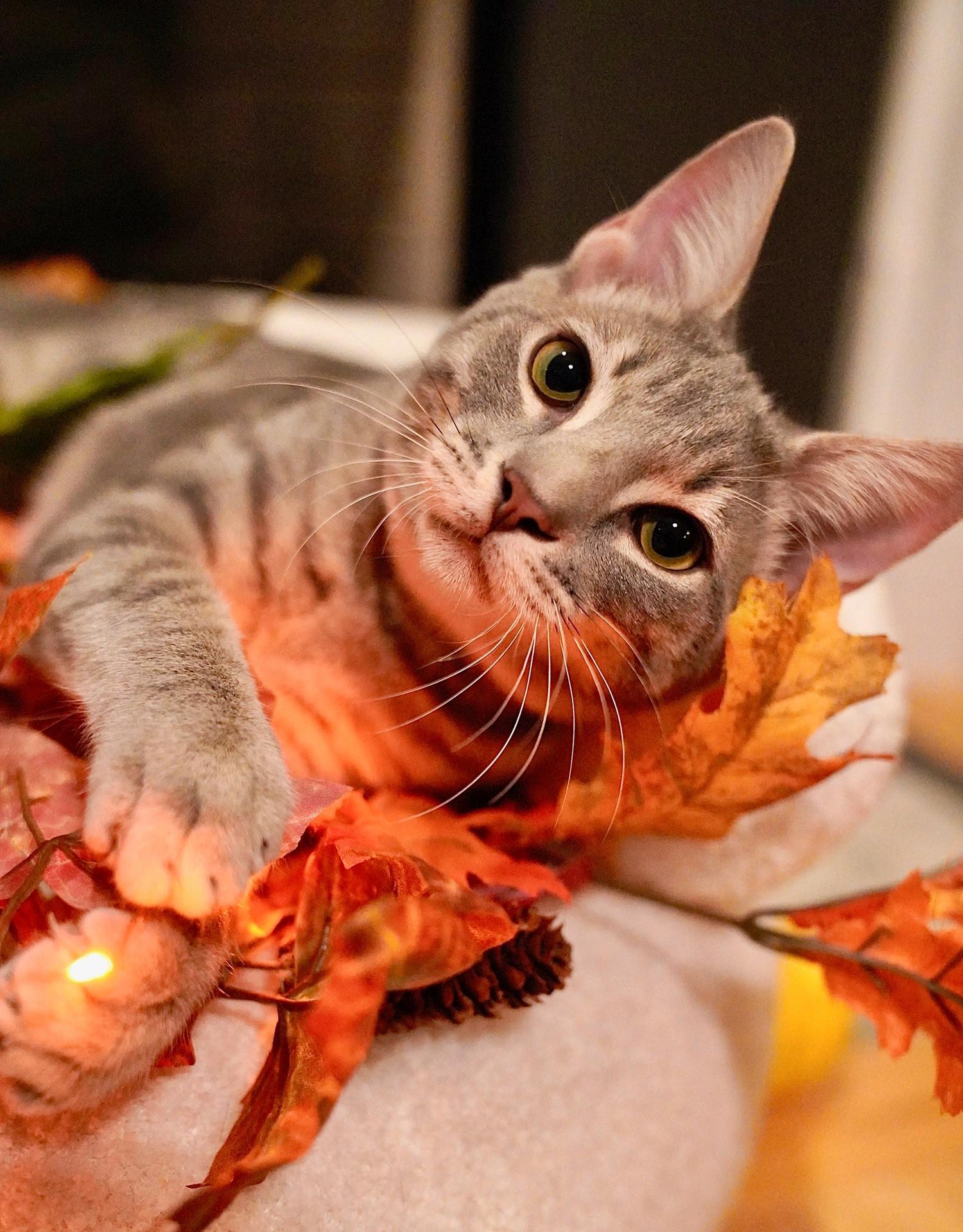 Cricket, Adopted, Kitten Male Domestic Short Hair.