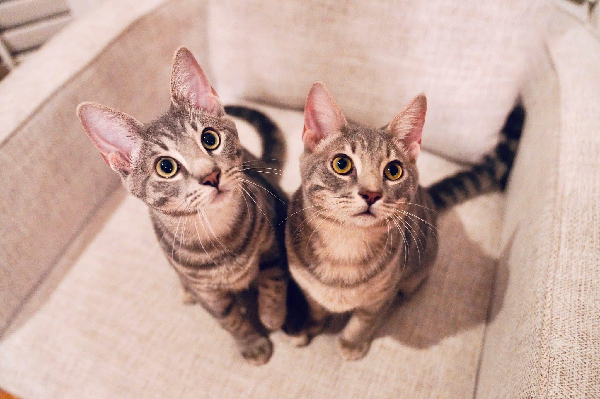 Enlarge Cricket, a Adopted Domestic Short Hair in Hixson, TN image 4/6