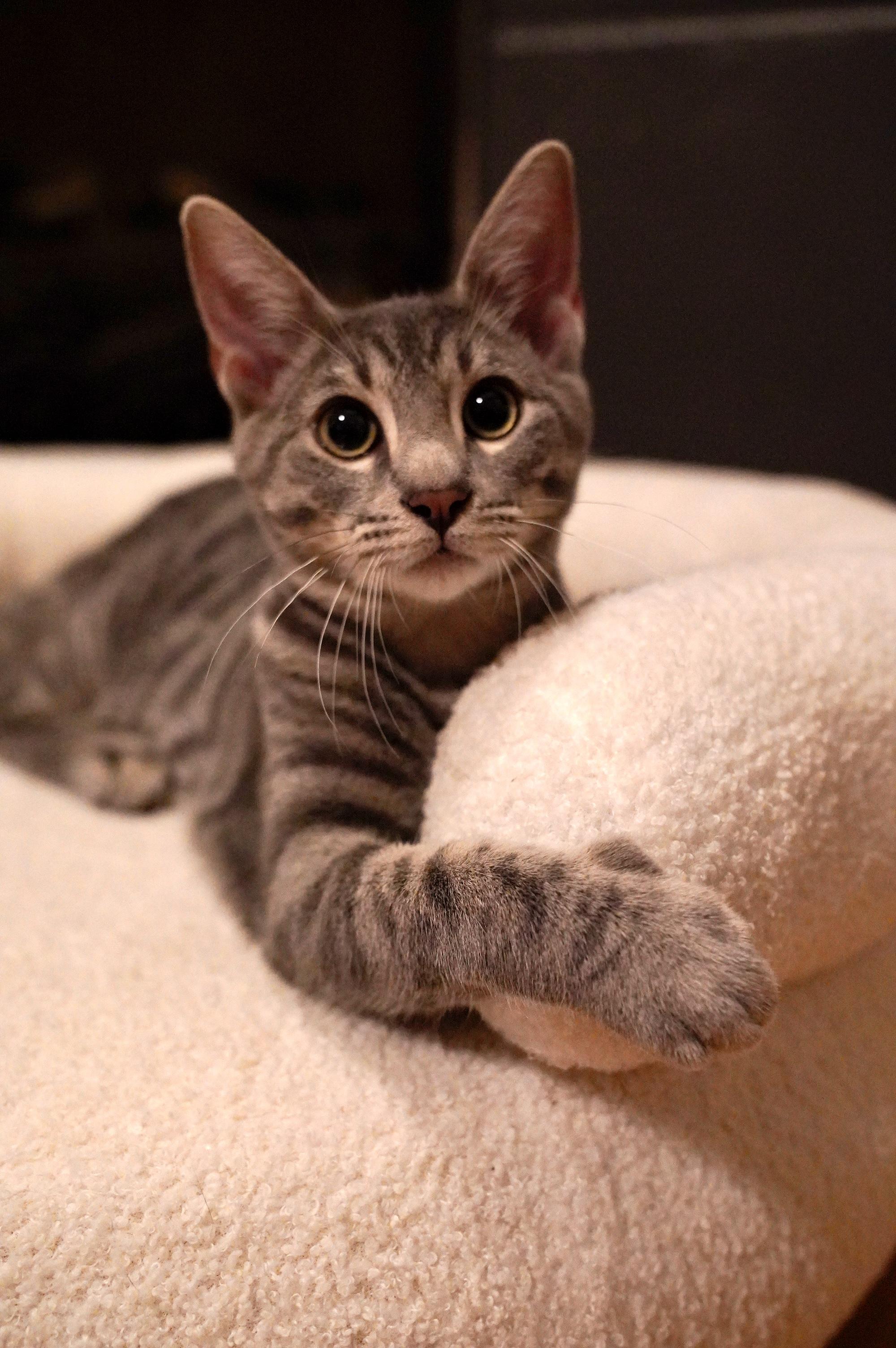 Enlarge Cricket, a Adopted Domestic Short Hair in Hixson, TN image 5/6