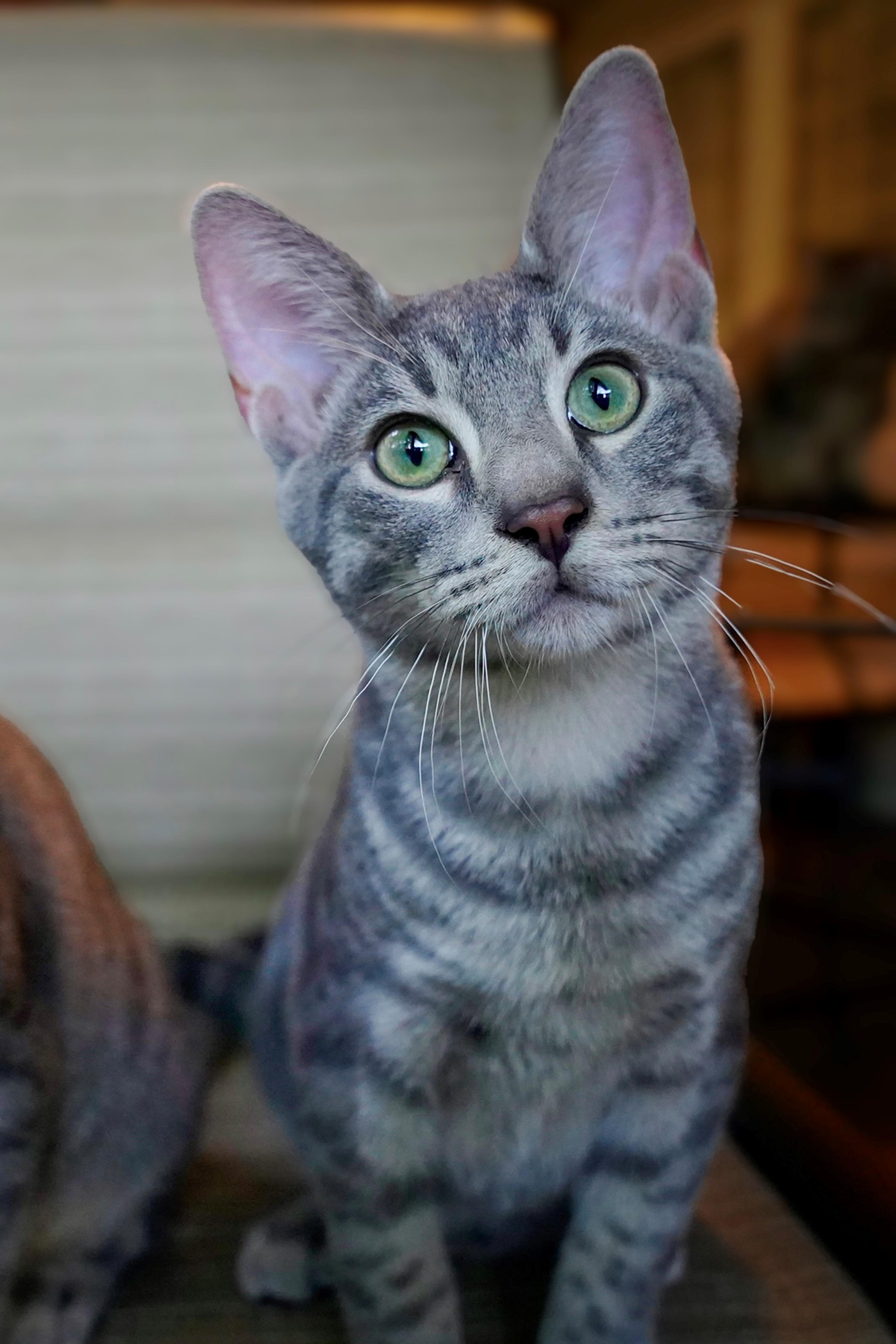 Enlarge Cricket, a Adopted Domestic Short Hair in Hixson, TN image 6/6