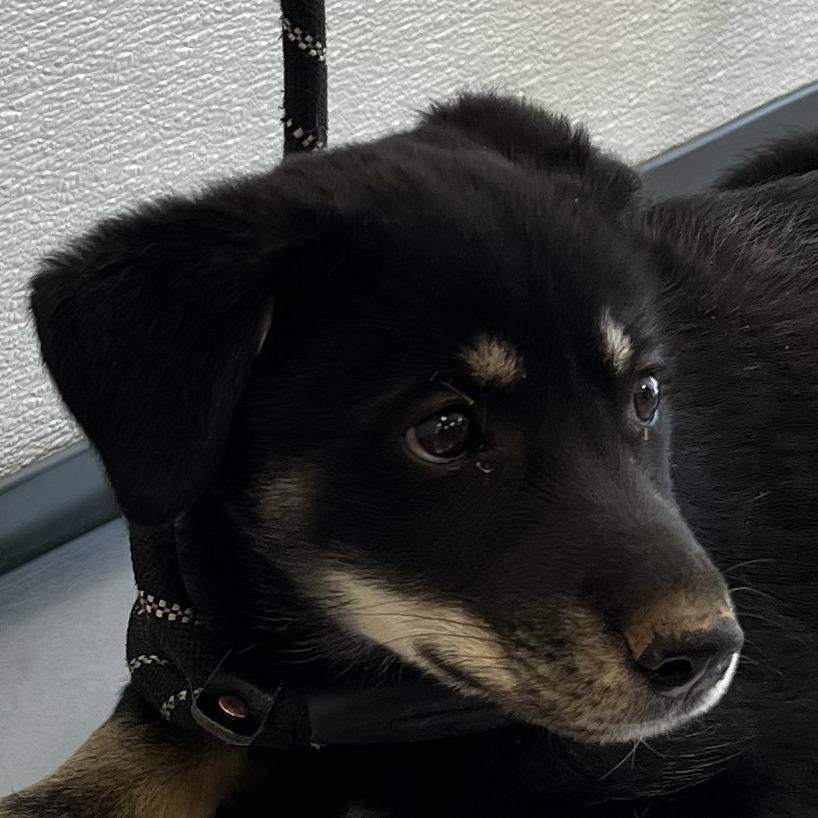 Ariana, Adoptable, Young Female Mixed Breed.