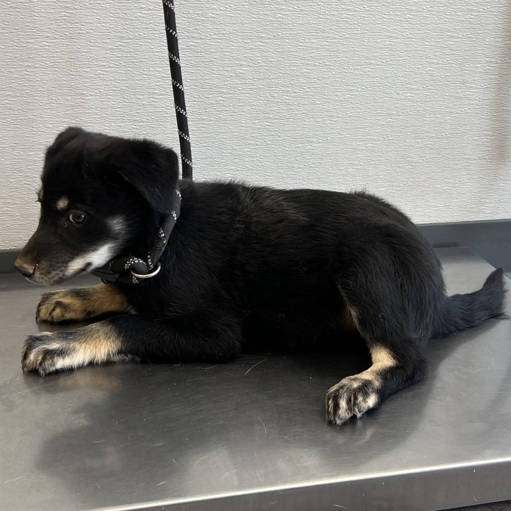Enlarge Ariana, a Adoptable Mixed Breed in Las Cruces, NM image 2/5
