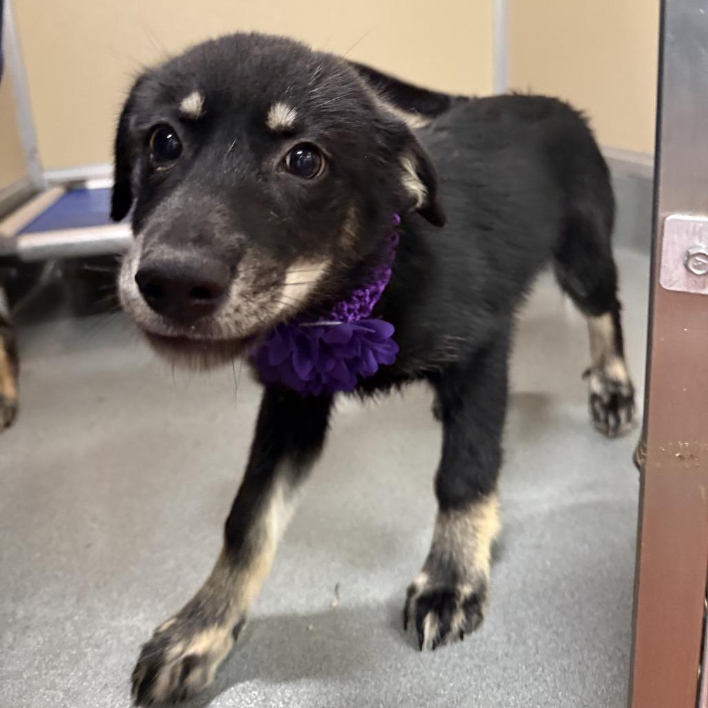 Enlarge Ariana, a Adoptable Mixed Breed in Las Cruces, NM image 3/5