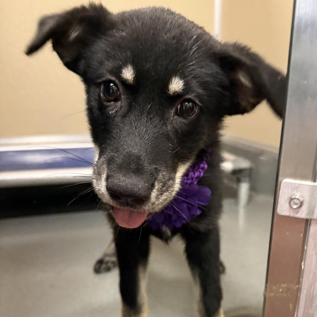 Enlarge Ariana, a Adoptable Mixed Breed in Las Cruces, NM image 4/5