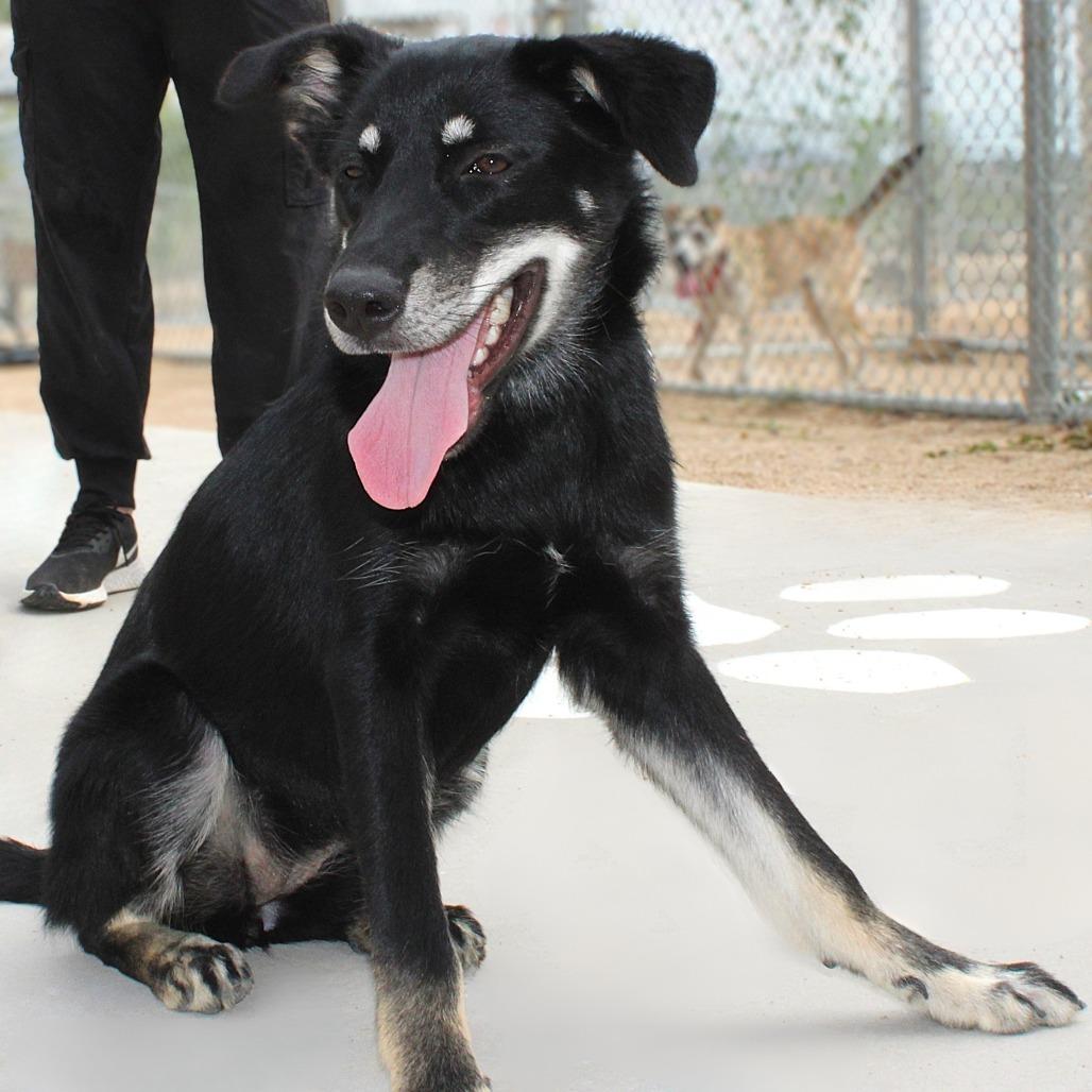 Enlarge Ariana, a Adoptable Mixed Breed in Las Cruces, NM image 5/5