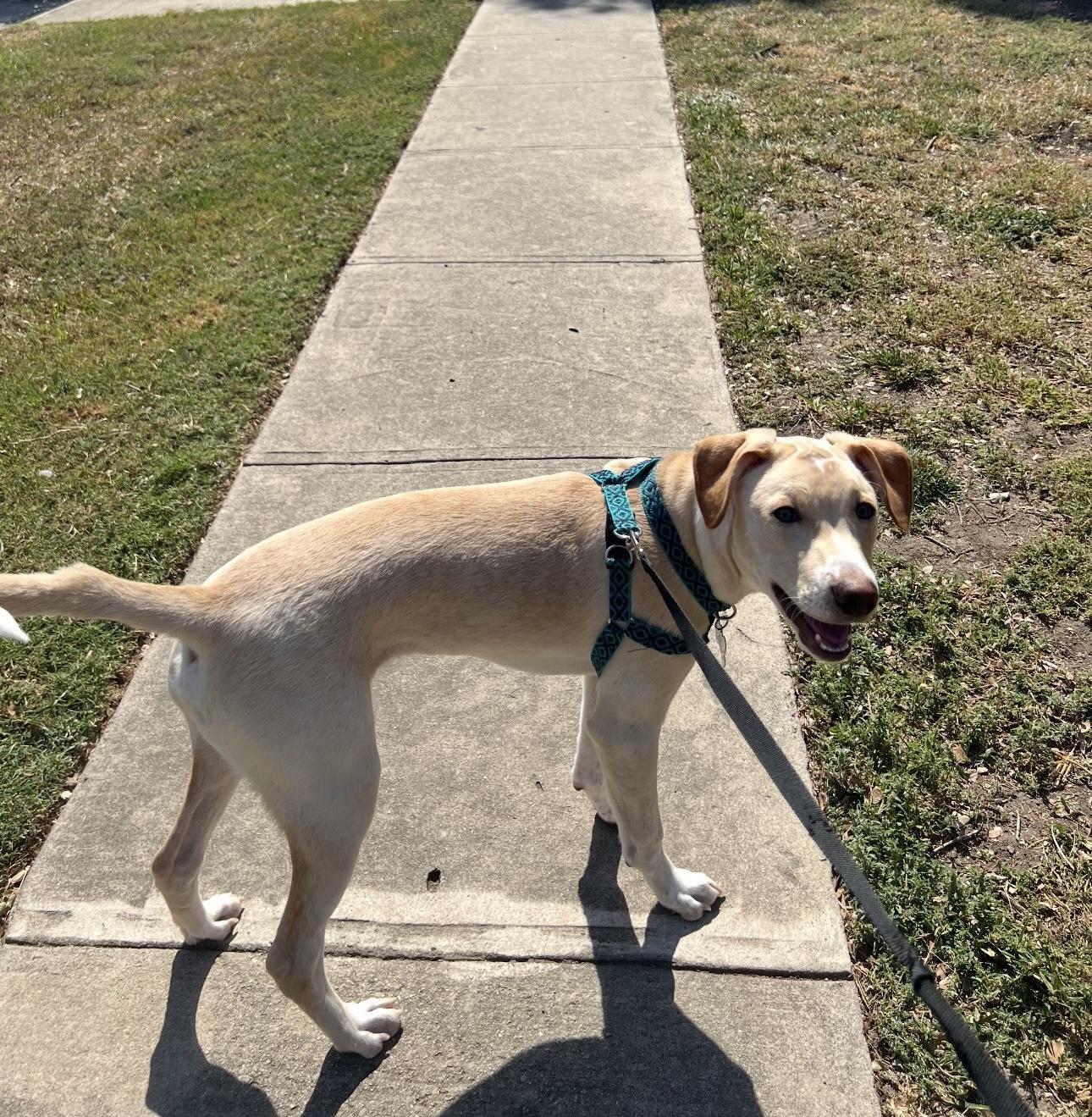 Buddy Boy