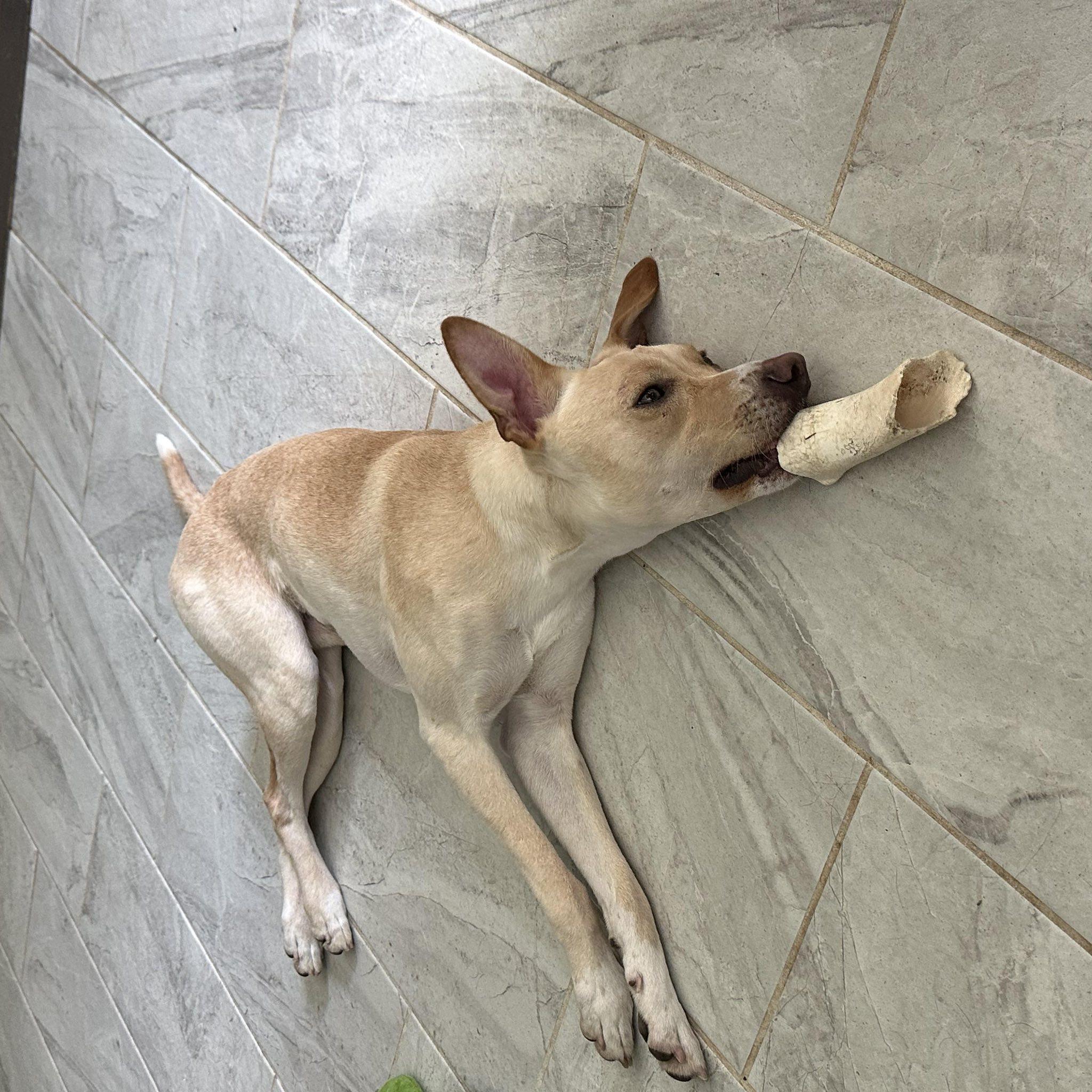 Buddy Boy
