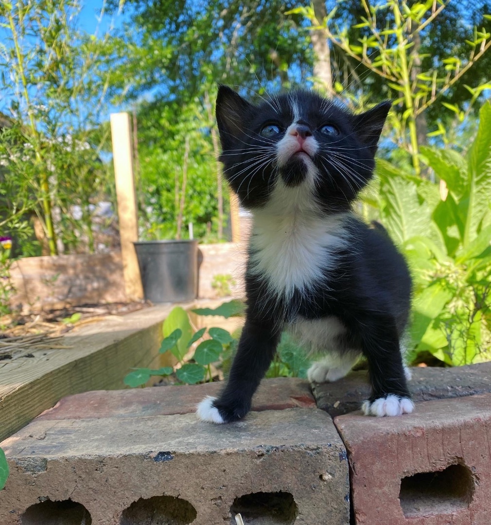Enlarge Oreo, a Adopted American Shorthair in Milton, FL image 1/6