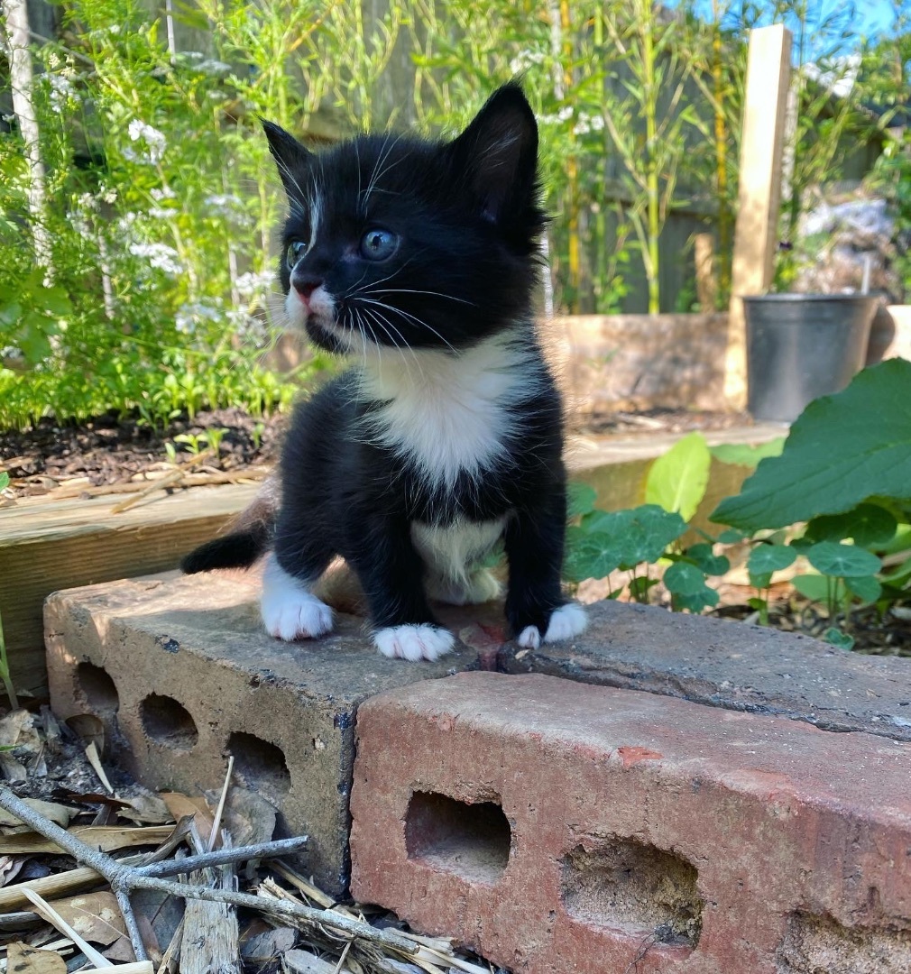 Enlarge Oreo, a Adopted American Shorthair in Milton, FL image 2/6