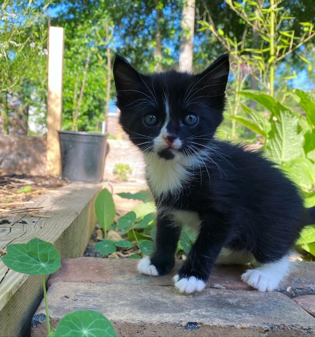 Enlarge Oreo, a Adopted American Shorthair in Milton, FL image 3/6