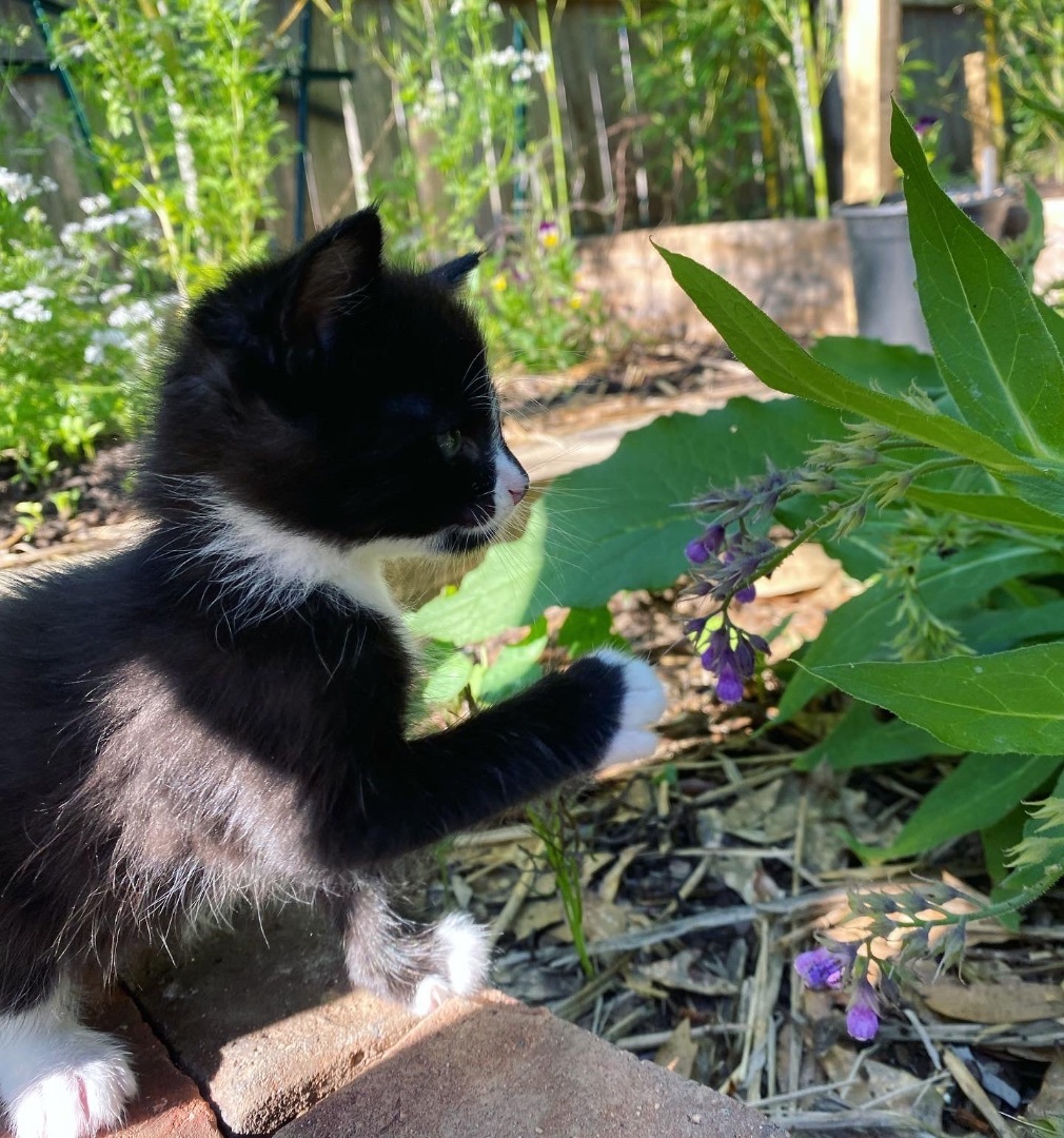 Oreo, Adopted, Kitten Male American Shorthair.