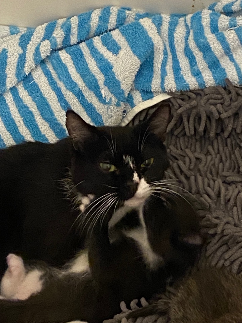 Enlarge Oreo, a Adopted American Shorthair in Milton, FL image 5/6