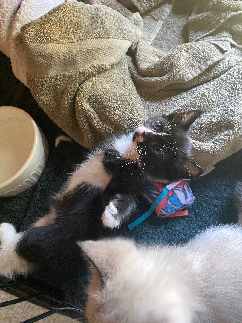 Enlarge Oreo, a Adopted American Shorthair in Milton, FL image 6/6