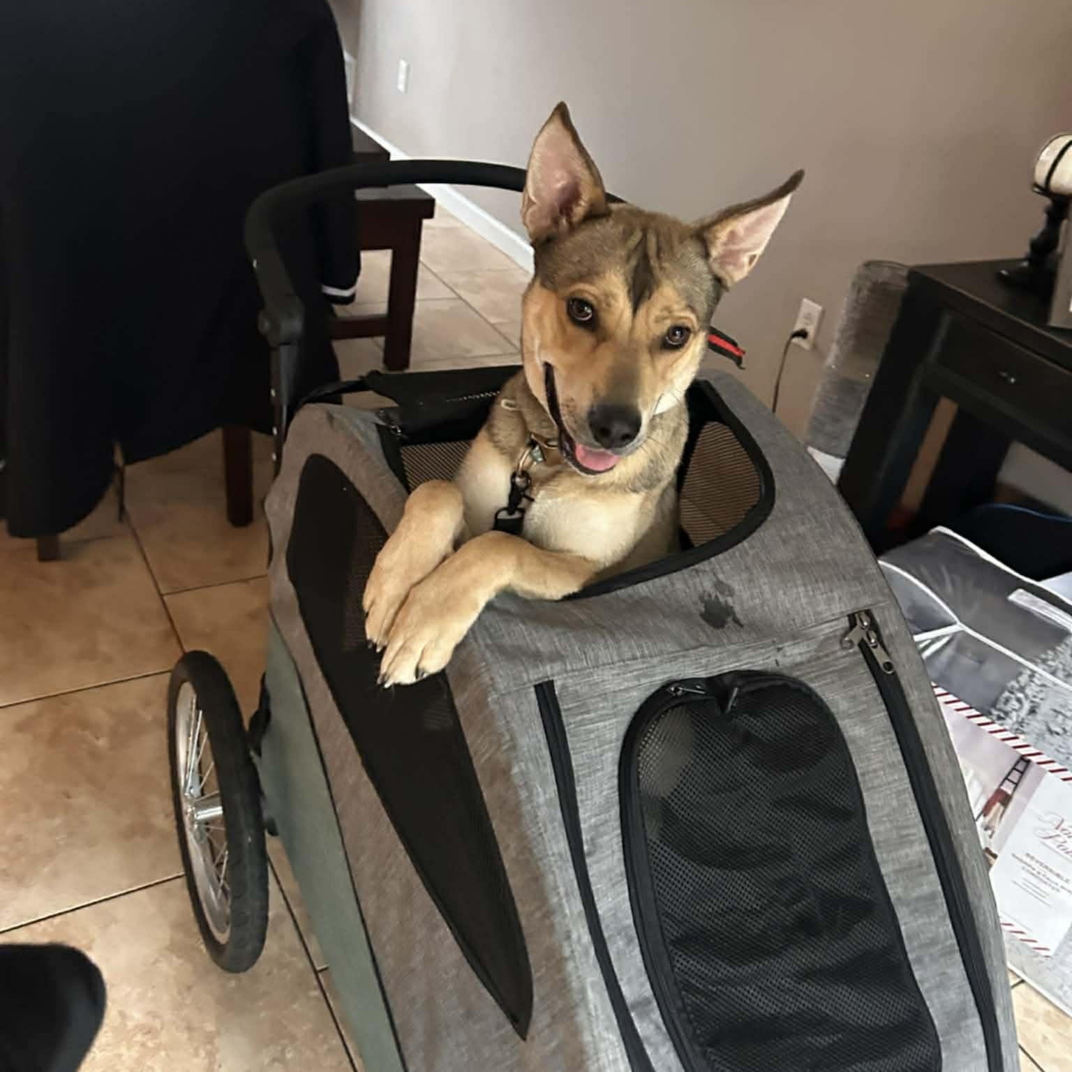 Skye , Adoptable, Young Female German Shepherd Dog & Siberian Husky.