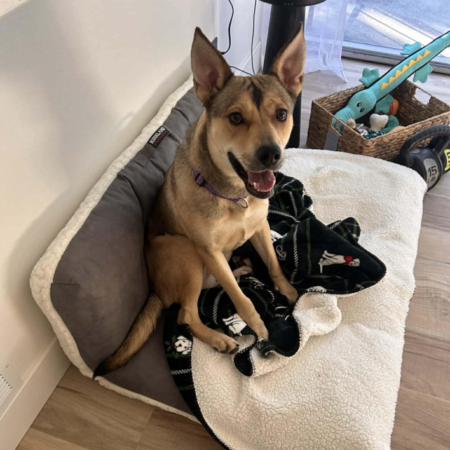 Enlarge Skye , a Adoptable mixed breed in Chicago, IL image 5/6