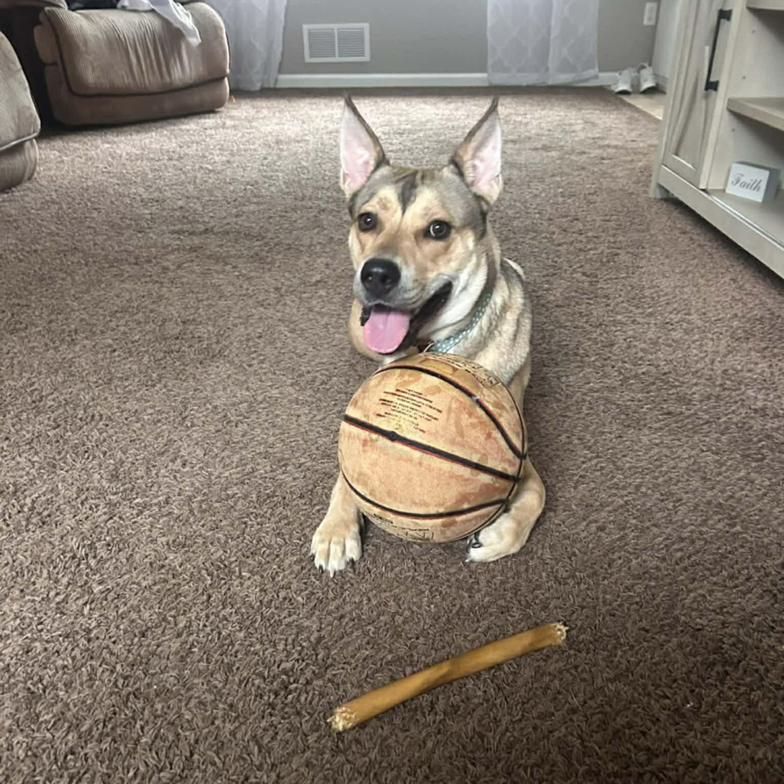 Enlarge Skye , a Adoptable mixed breed in Chicago, IL image 4/6