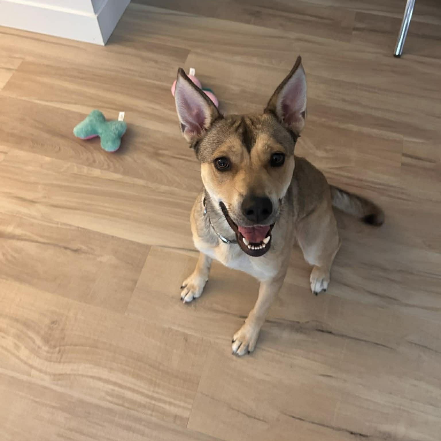 Enlarge Skye , a Adoptable mixed breed in Chicago, IL image 2/6