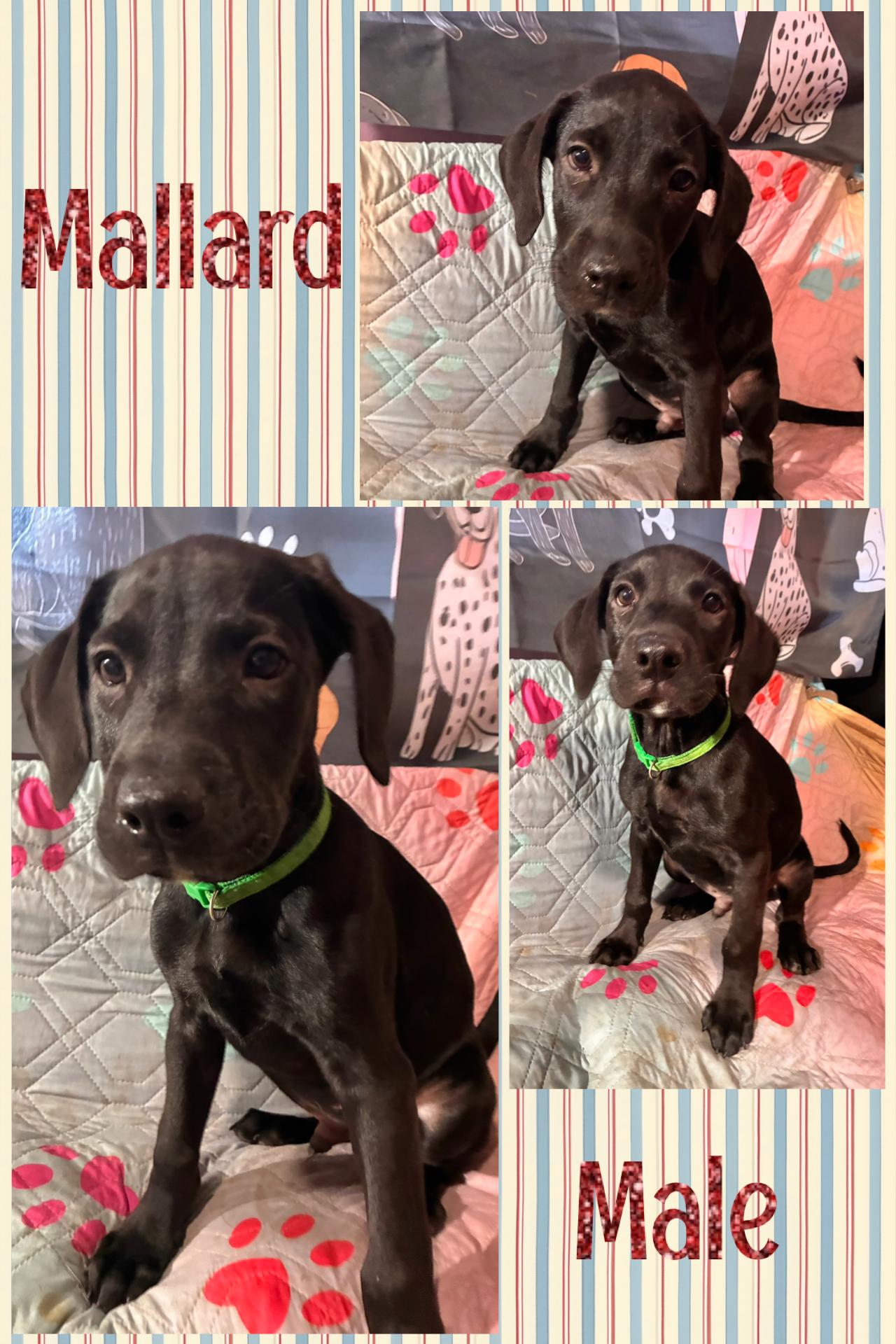 Mallard - "Duck" Litter, ADOPTABLE, Puppy Male Labrador Retriever.