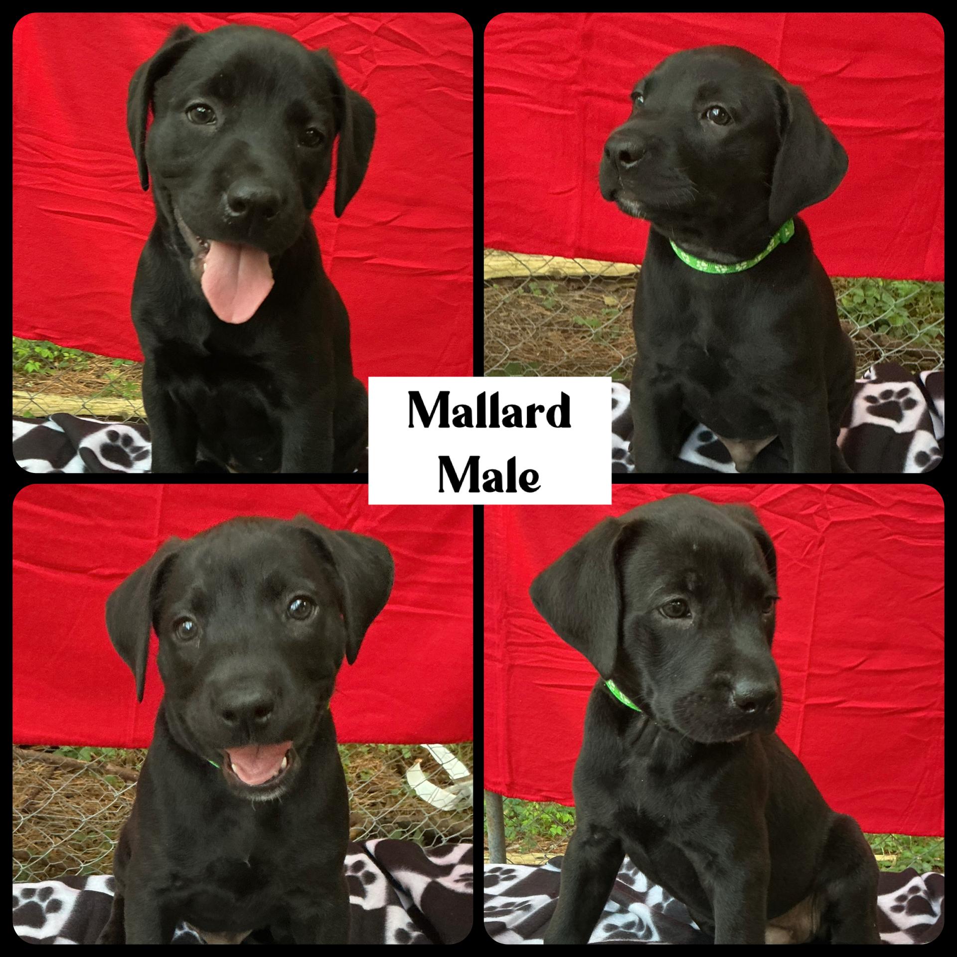 Enlarge Mallard - "Duck" Litter, a ADOPTABLE mixed breed in Warrington, PA image 2/5