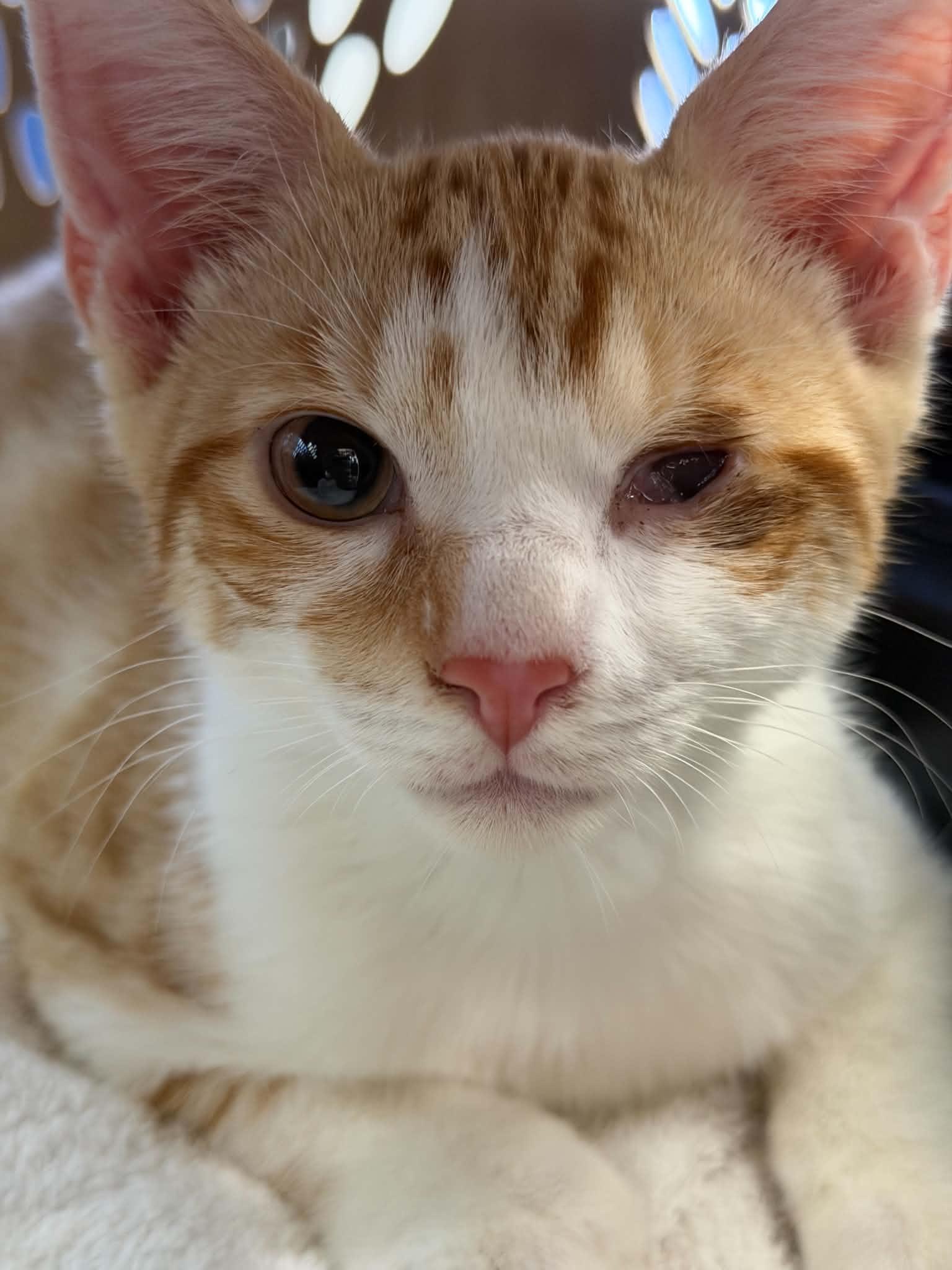 Niko, Adoptable, Young Male Domestic Short Hair.
