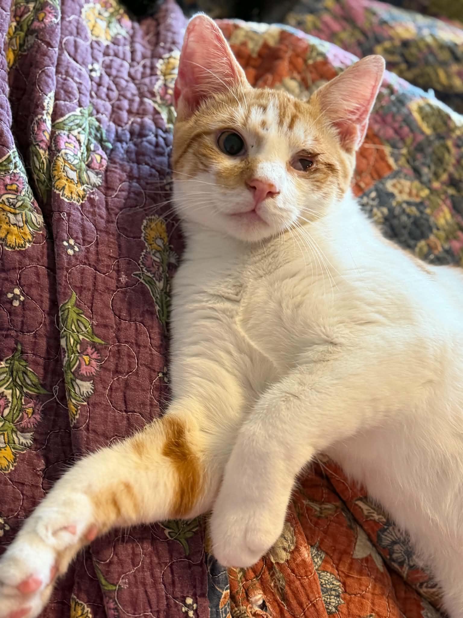 Enlarge Niko, a Adoptable Domestic Short Hair in Croton on Hudson, NY image 2/4