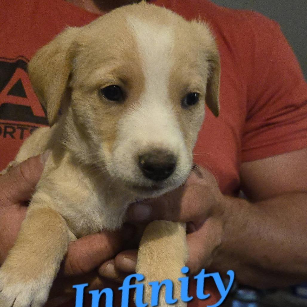 Infinity, Adoptable, Puppy Female Mixed Breed.